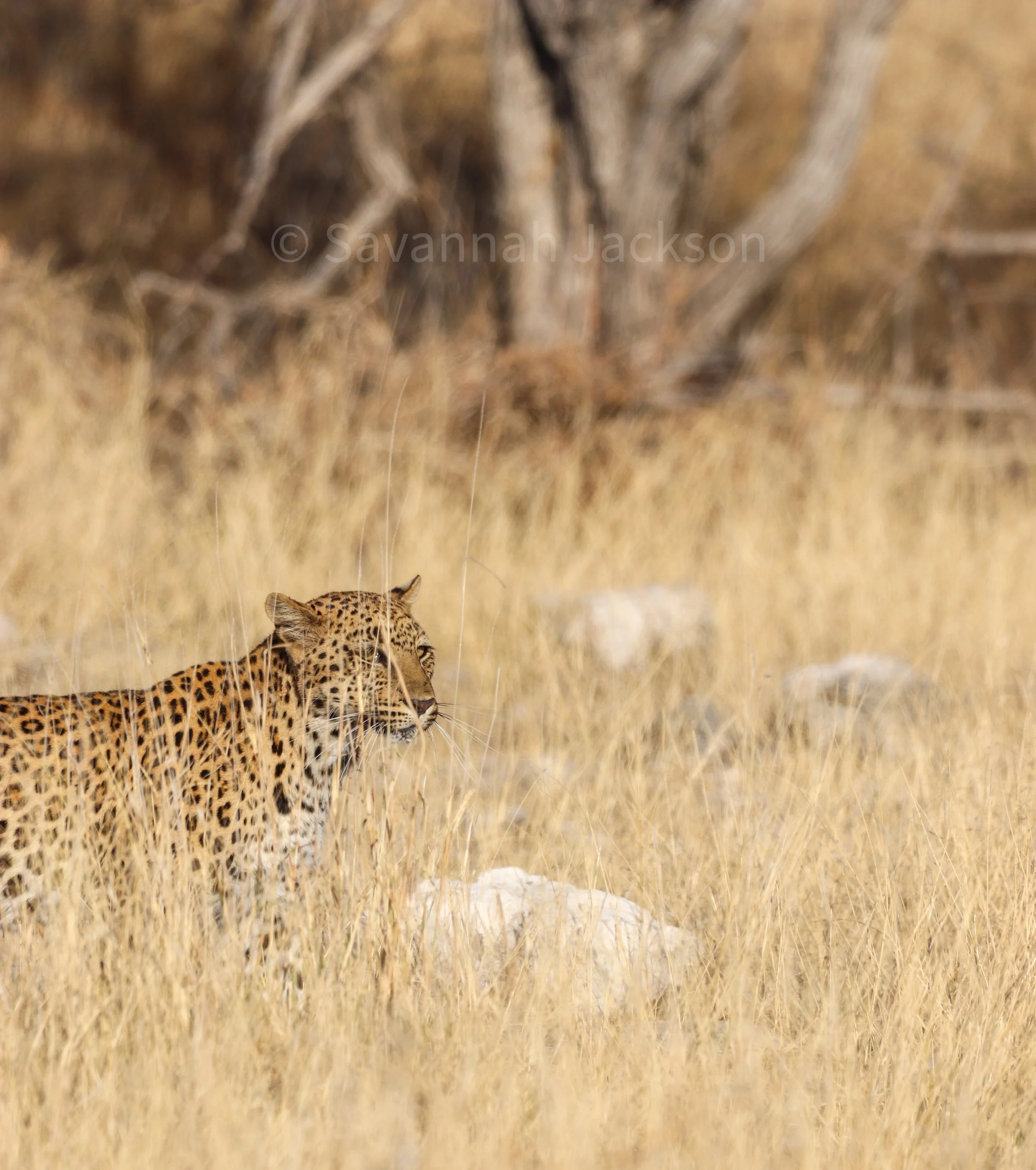 Silent, watchful, and perfectly hidden in the wild.