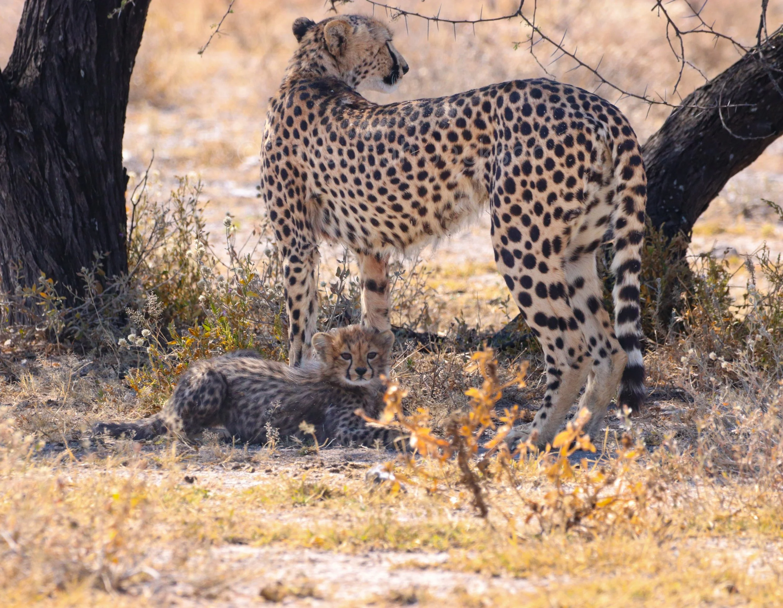 A mother stands watch while her cub rests nearby.