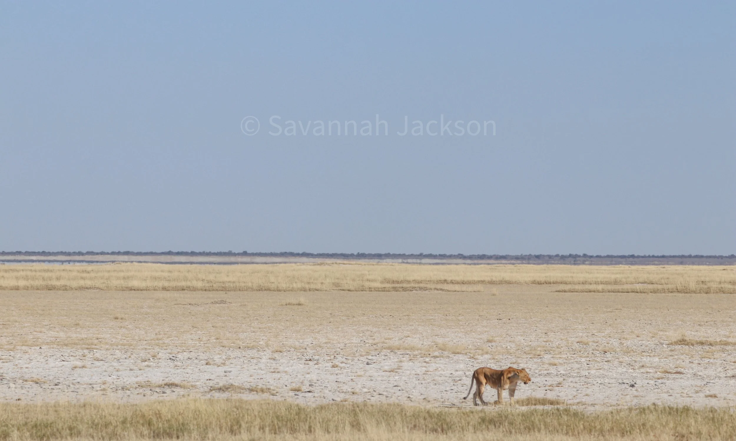 Moving alone through the wide open stillness.
