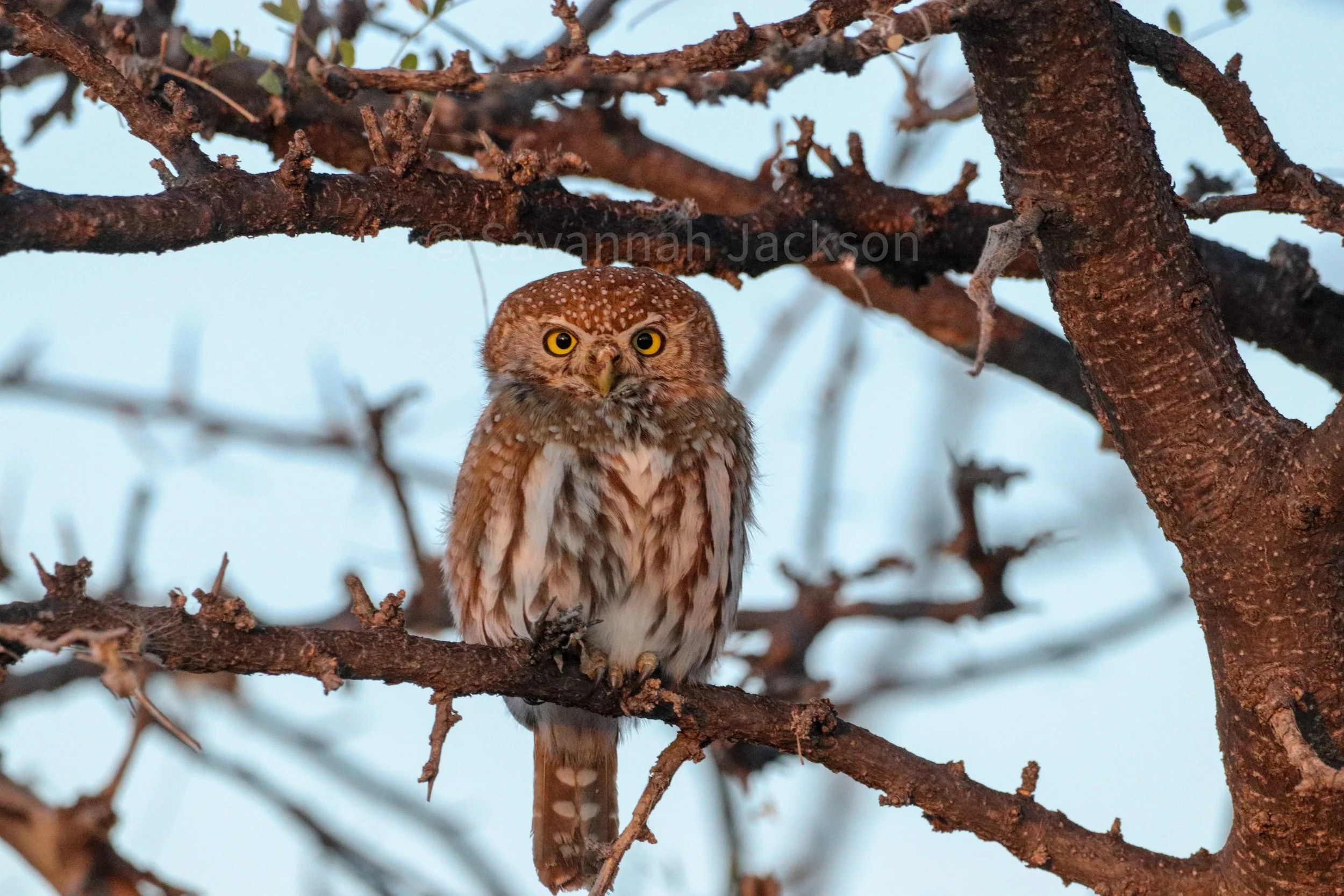 Small, watchful, and full of wild character.