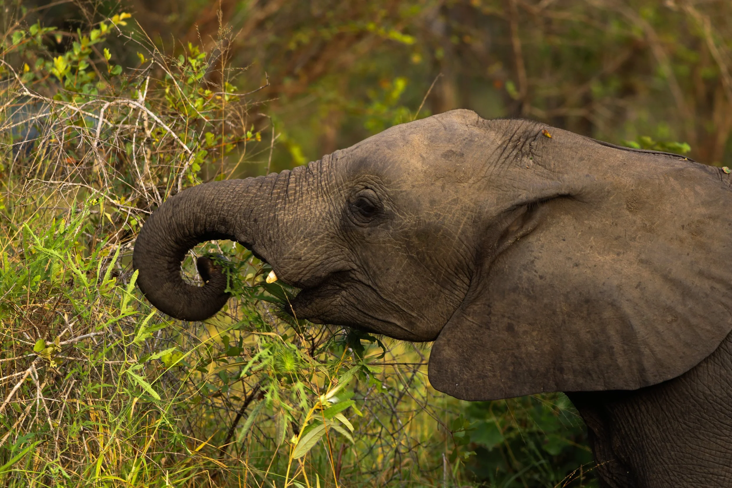An elephant with its trunk raised feeds on green foliage in a dense jungle.
