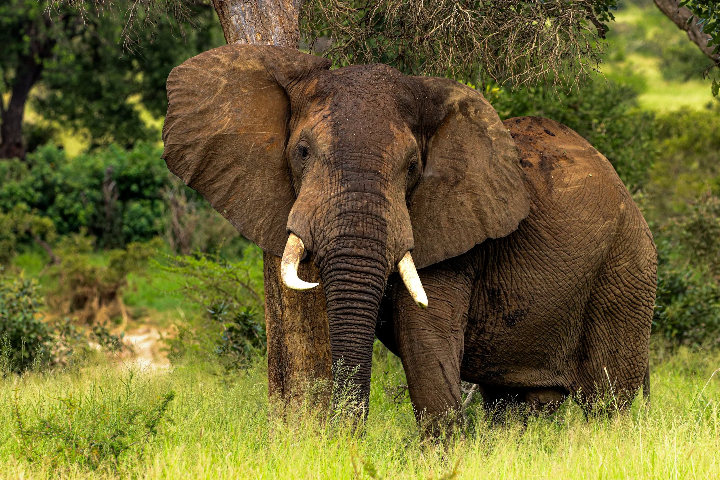 Elephant: Held in a quiet moment.