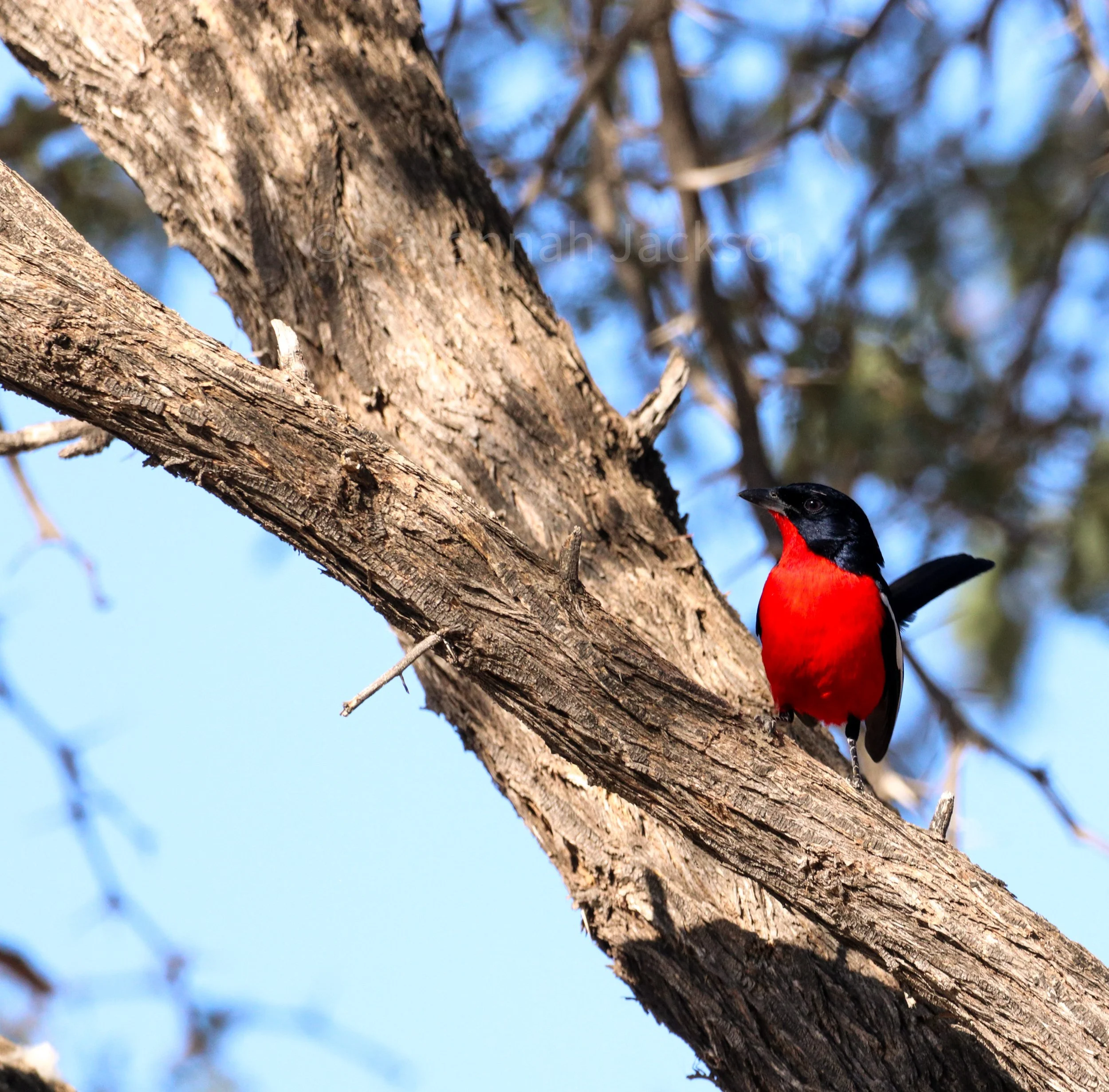 A flash of red against the dry African bush.