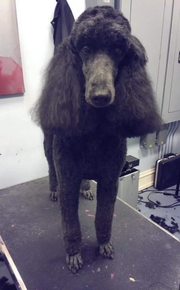 A large black poodle with curly fur, standing indoors on a grooming table.