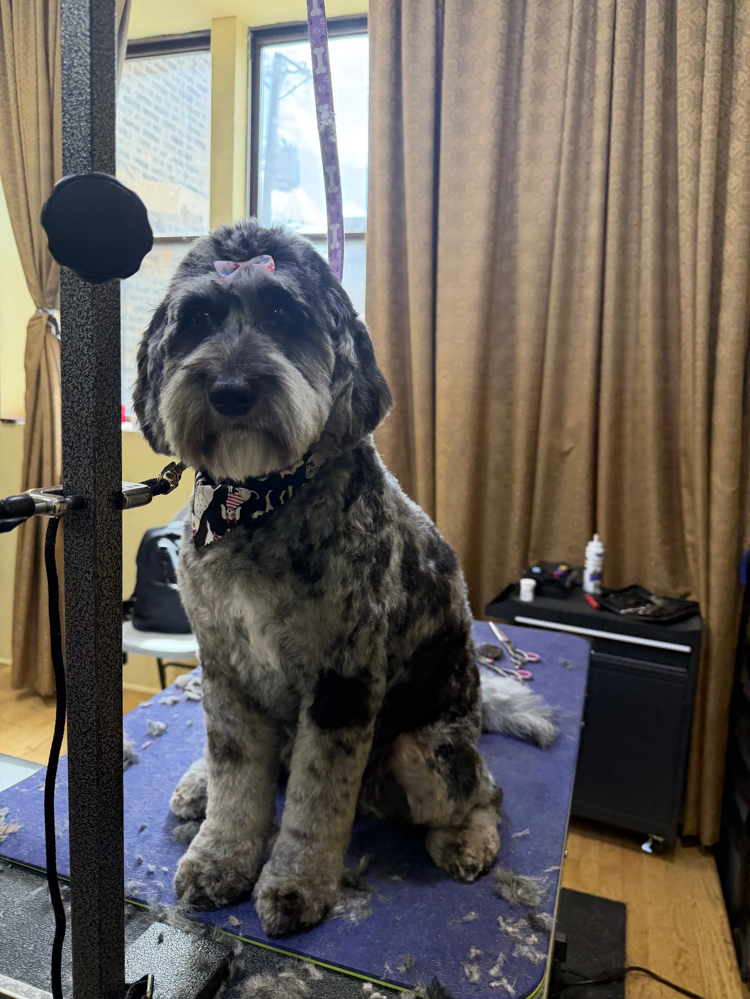A large, fluffy dog with thick curly fur and dark eyes sitting on a grooming table, with grooming tools and fur scattered around. The dog has a pink bow on its head and is in a room with a window, beige curtains, and grooming equipment.