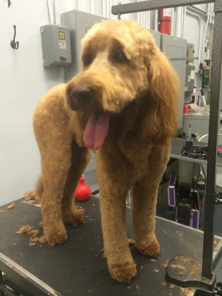 A large, fluffy golden doodle dog with curly fur standing on a grooming table, panting with its tongue hanging out. The background shows grooming equipment and electrical panels.