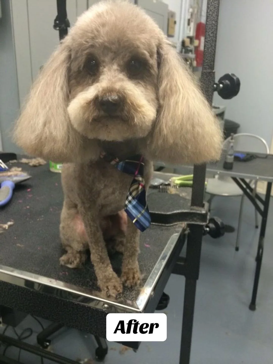 A small dog with curly, light brown fur and long ears wearing a plaid bowtie, sitting on a grooming table inside a pet grooming salon.