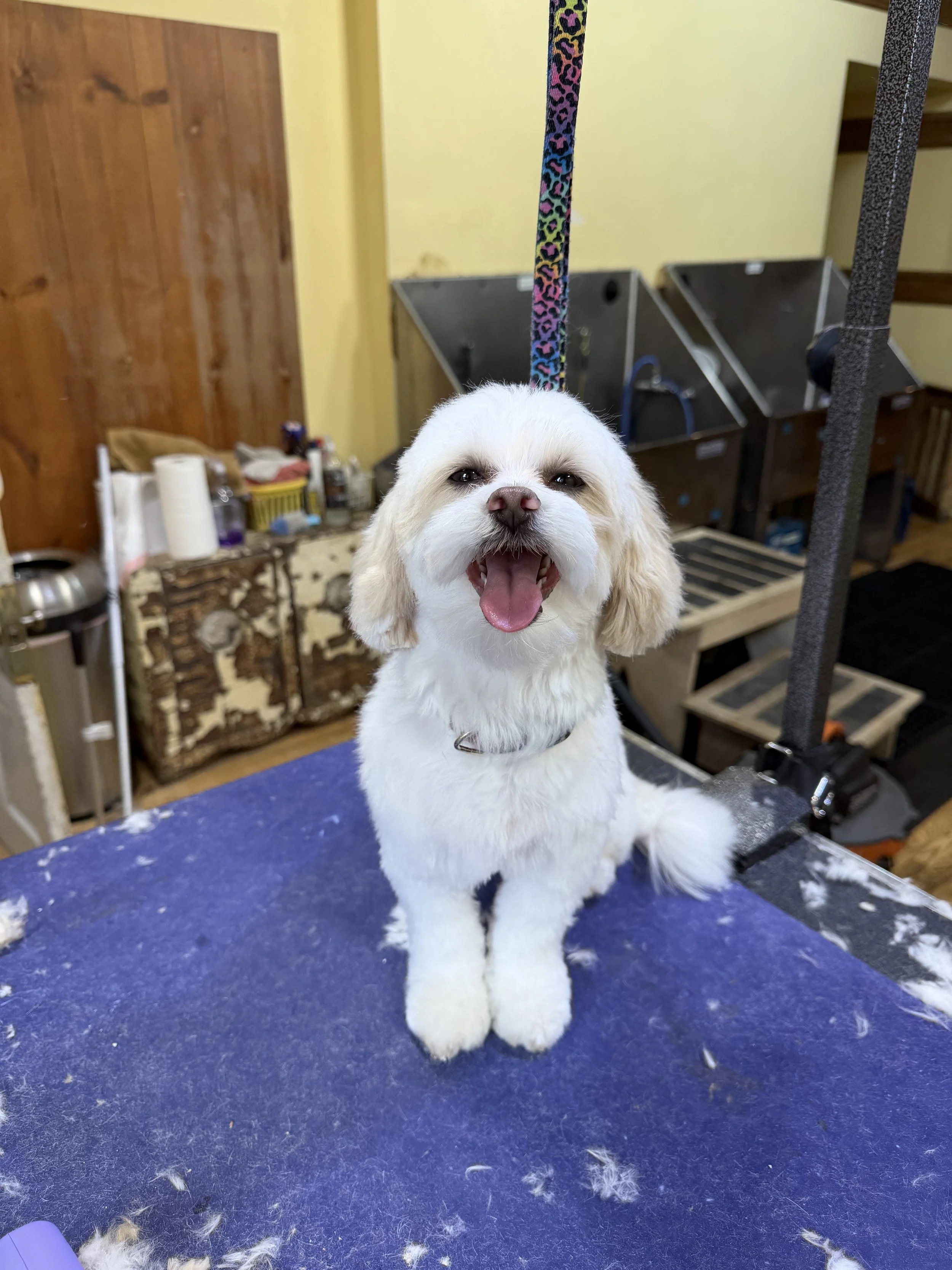 A happy white dog with fluffy fur sitting on a grooming table with a blue surface, surrounded by dog hair, in a room with wooden and yellow walls, and grooming equipment in the background.