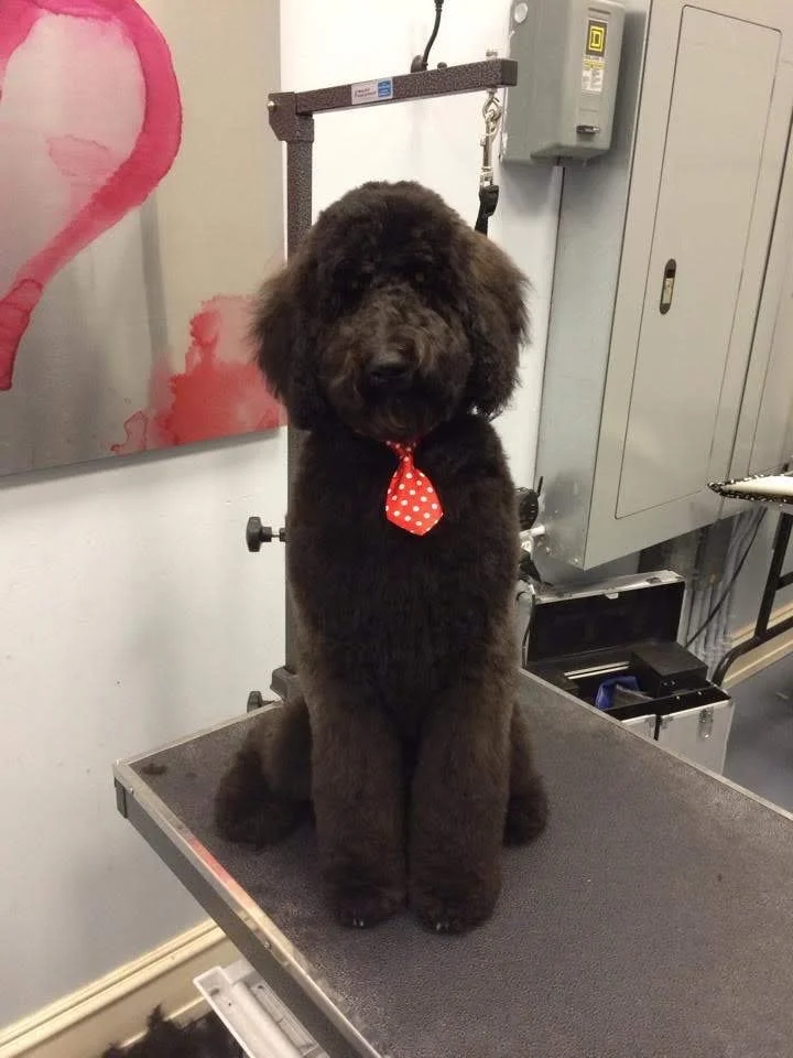 A large black fluffy dog with a red polka dot tie sitting on a grooming table in a grooming salon.