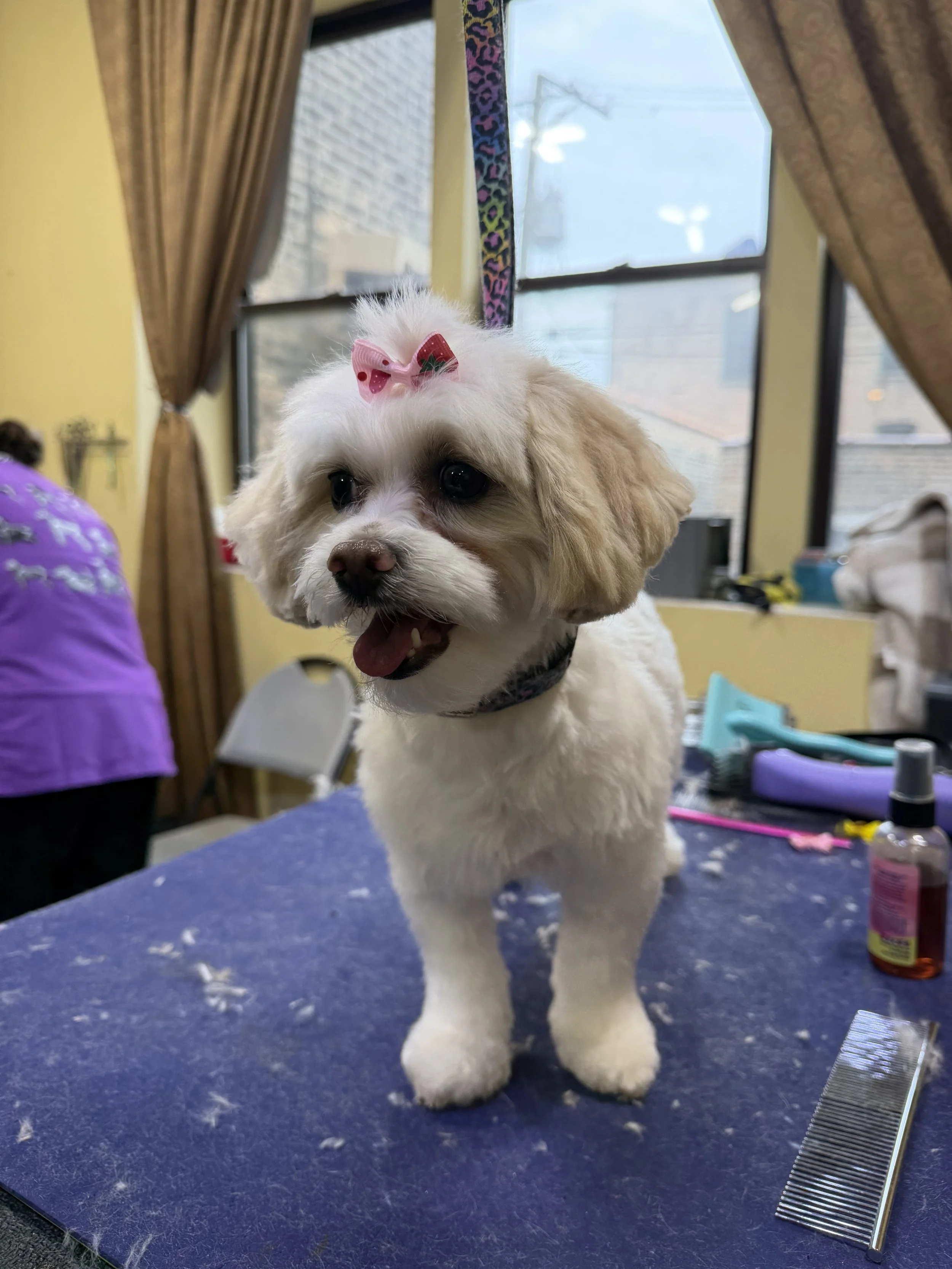 A small white dog with a pink bow on its head, standing on a grooming table, with grooming tools and supplies in the background.