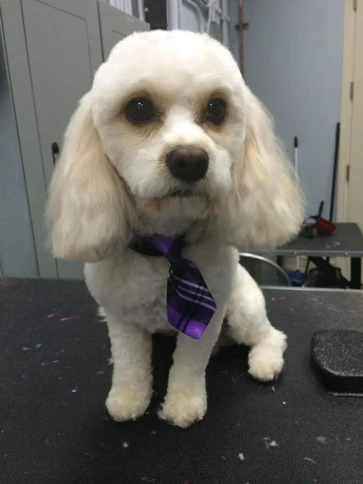 A white dog with long ears and dark eyes wearing a purple striped tie, sitting on a grooming table in a grooming salon.