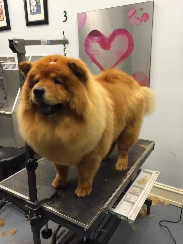 A fluffy golden Chow Chow dog is standing on a grooming table at a pet grooming salon. In the background, there is a mirror with a pink heart design and framed pictures on the wall.