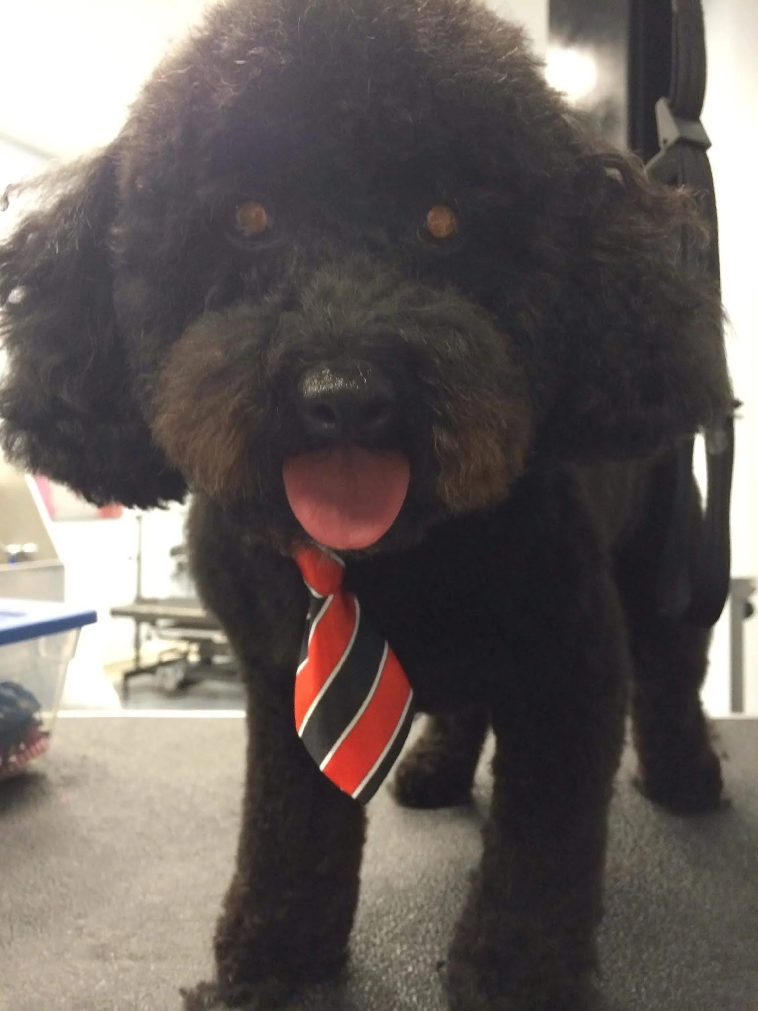 A black fluffy dog with a tan and black striped tie around its neck, standing on a carpeted floor with a gray-colored room in the background.