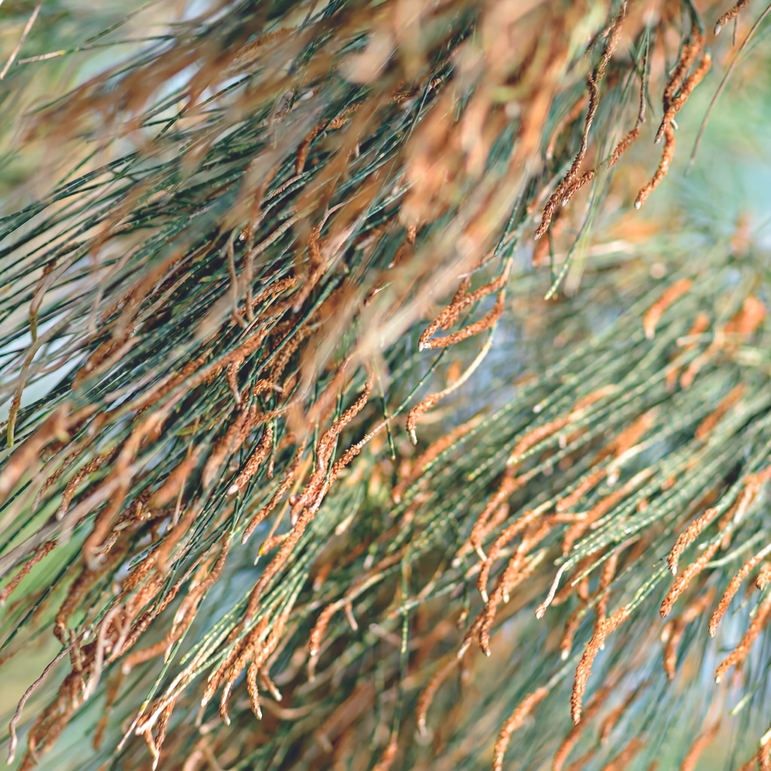 Nature-VV-Filao1.jpg