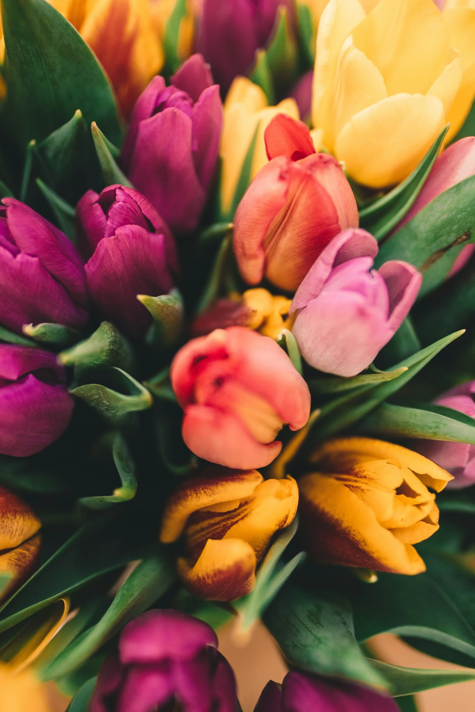 Close-up of multicolored tulip flowers, featuring purple, yellow, orange, and pink blossoms with green leaves.