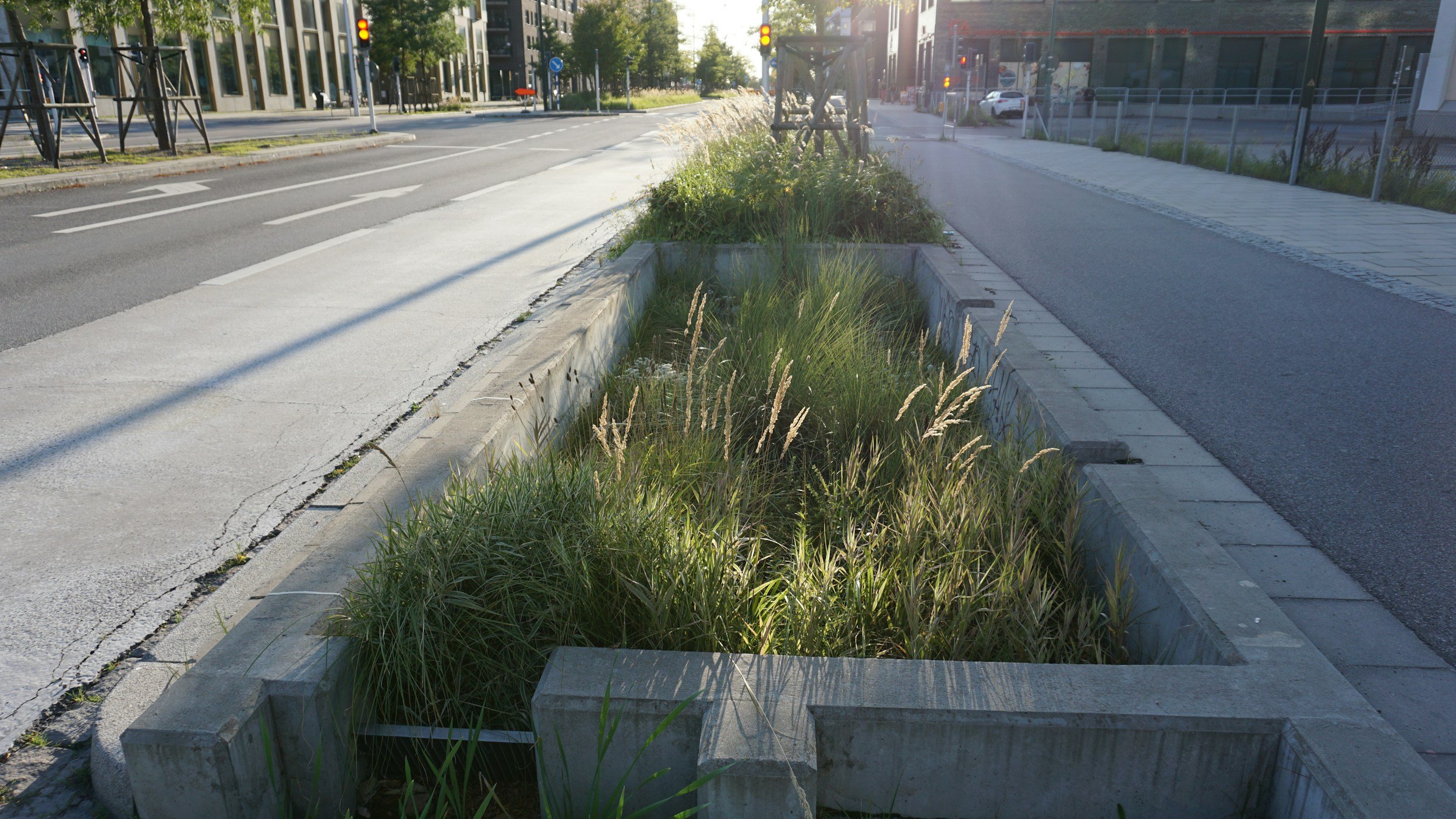 Urban street scene with a damaged or unfinished sidewalk and overgrown grass in a rectangular concrete planter, traffic lights, and buildings in the background.