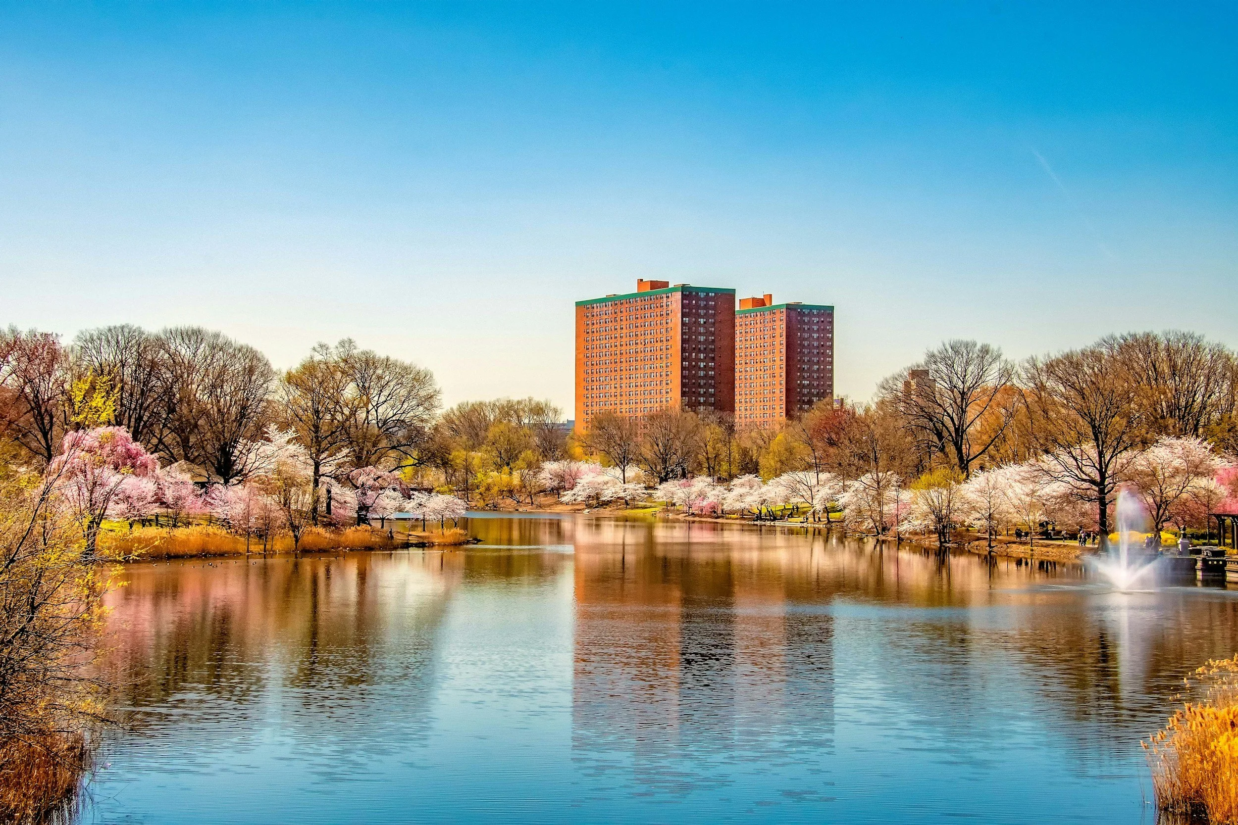 A scenic park with cherry blossom trees, a river, and a tall red brick apartment building in the background, under a clear blue sky.