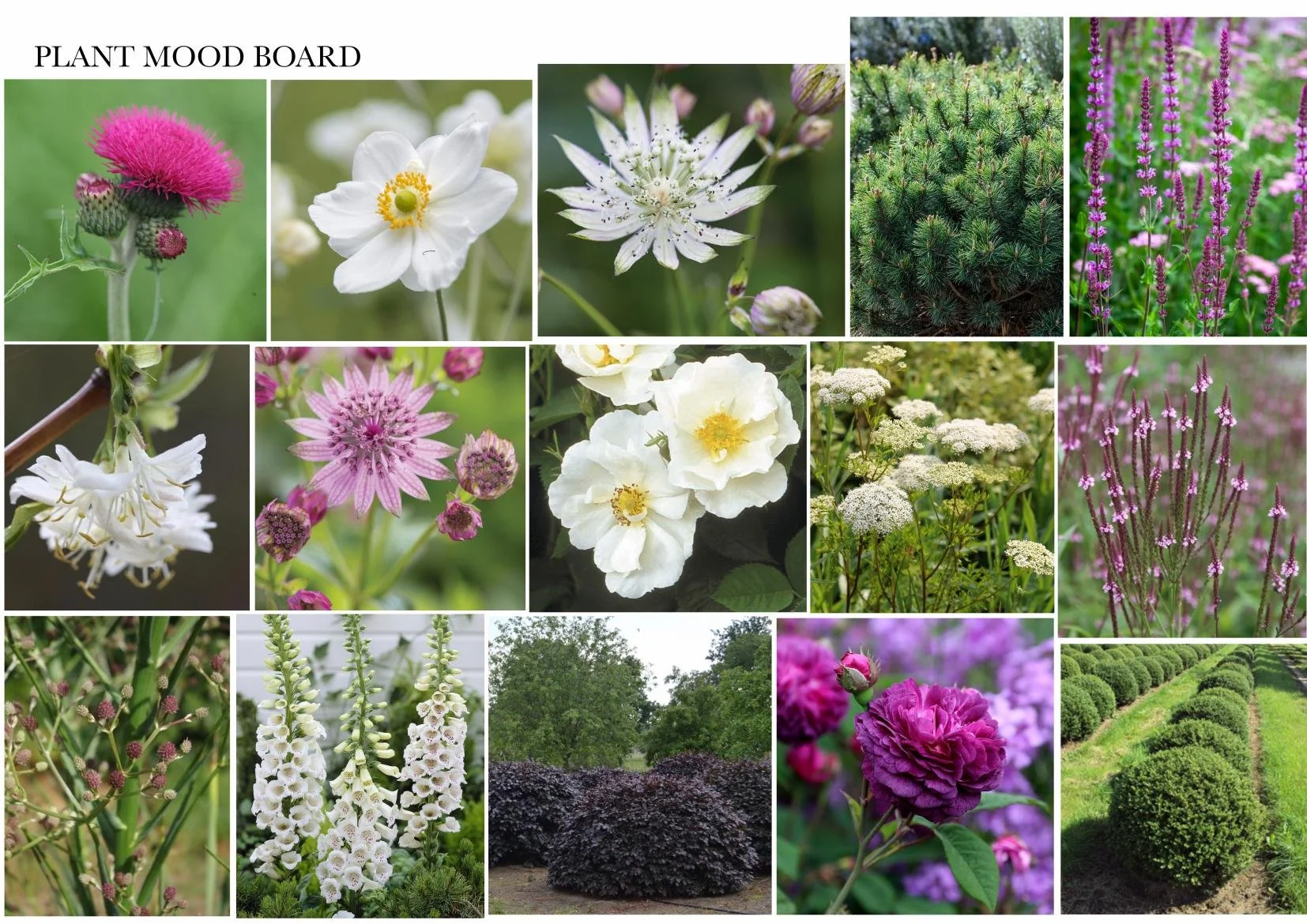 Plant palette moodboard for Lee's Rest, Charlbury