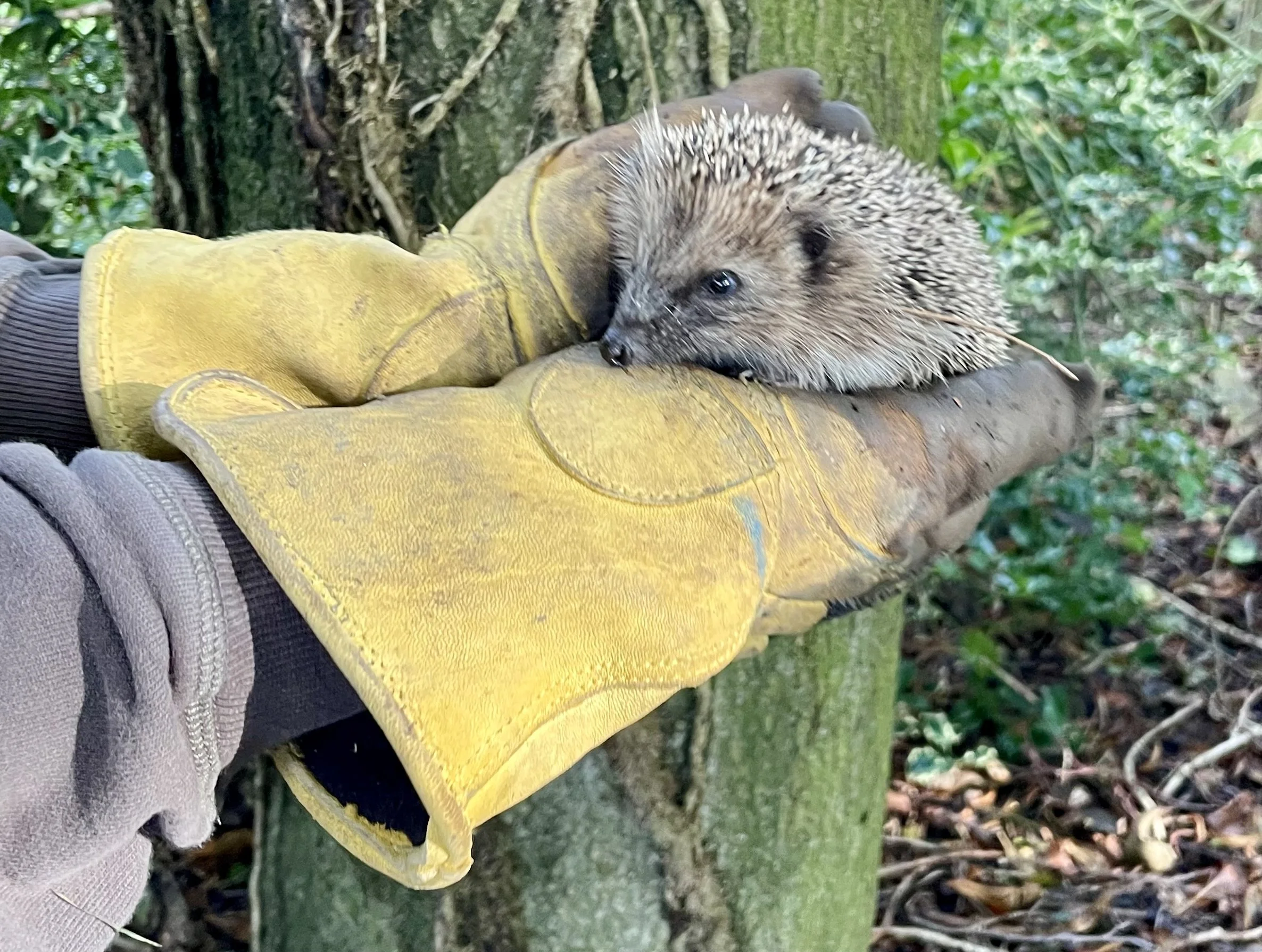 A person wearing a gray jacket and yellow work glove holding a small hedgehog near a stone wall and greenery.