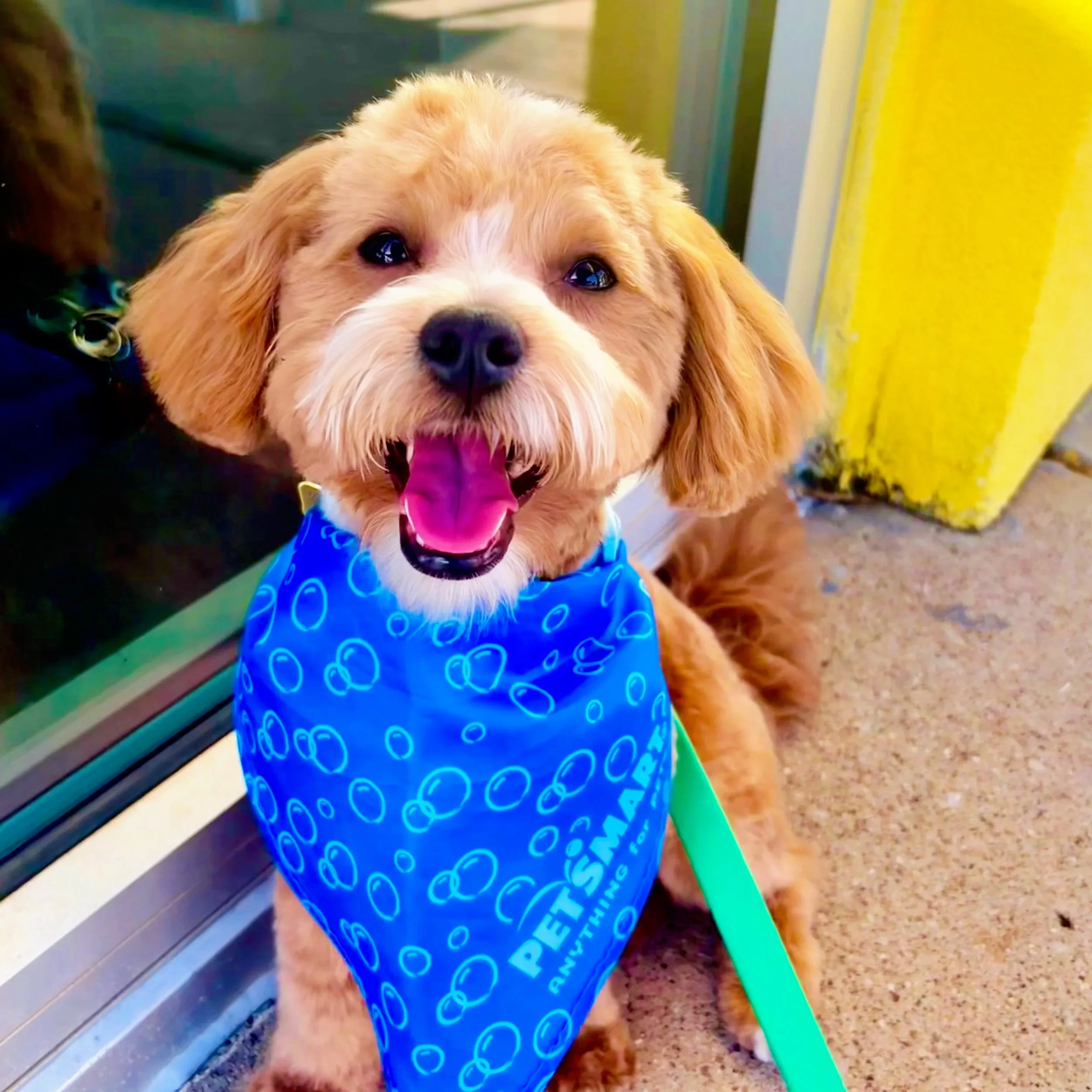 A happy puppy wearing a blue bandana with white circles, looking at the camera with its tongue out, near a yellow wall and a green object.