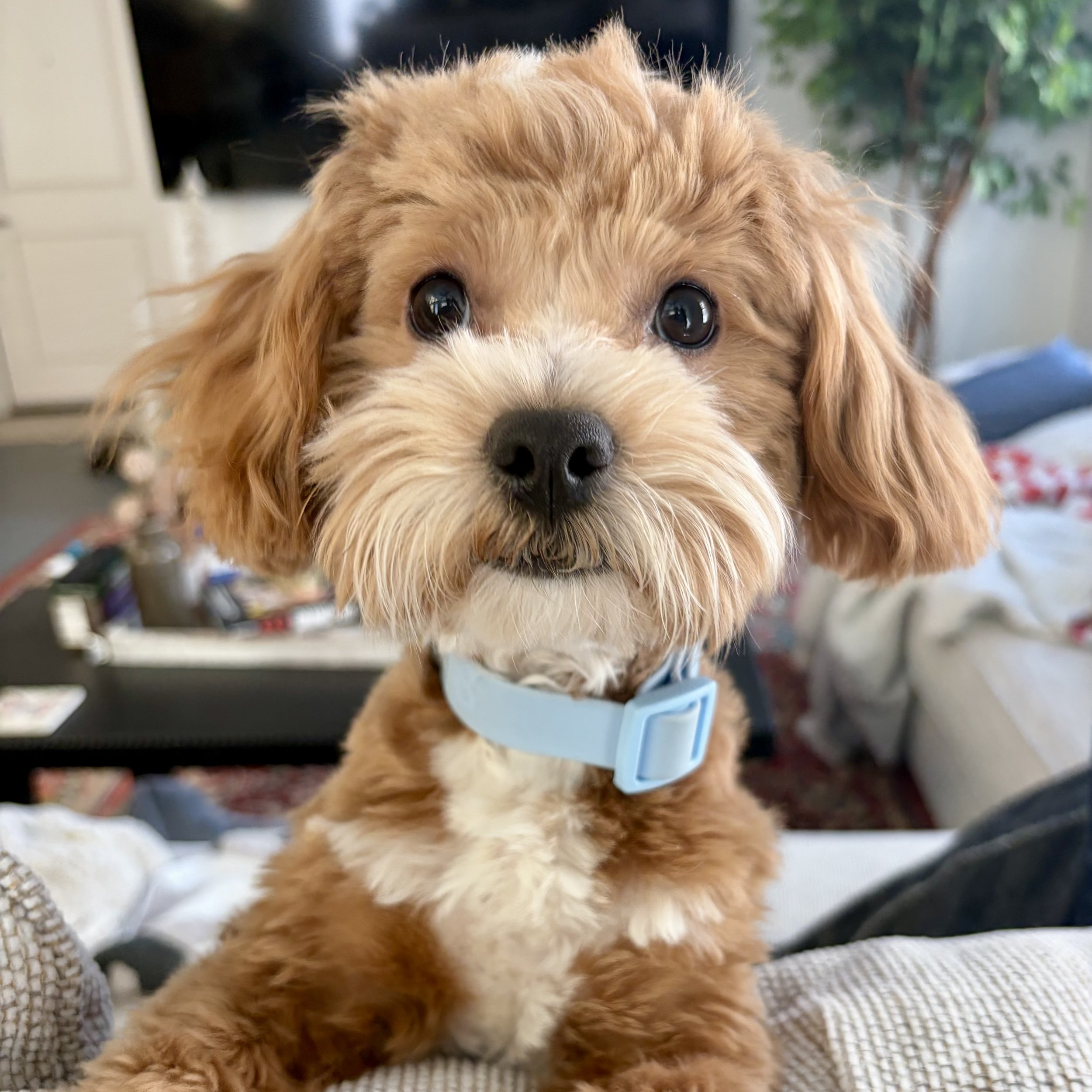 Close-up of Clair's dog, a fluffy, light brown puppy with big dark eyes and a black nose, wearing a light blue collar, indoors with a blurred background.