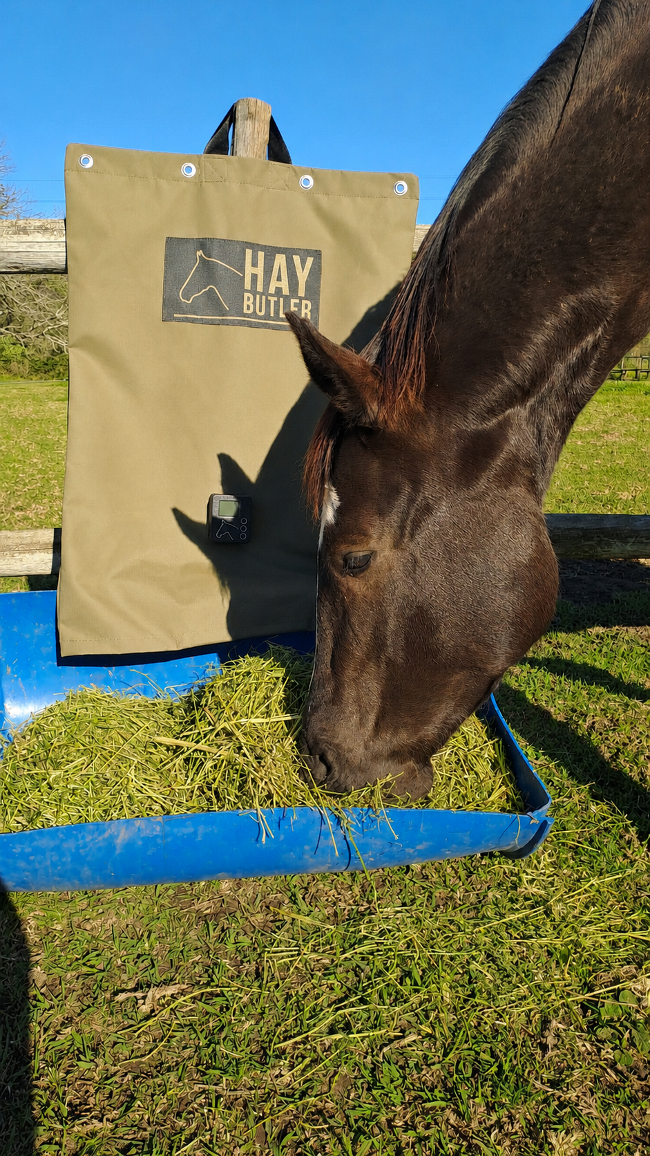 A brown horse with a white marking on its face eating hay from a blue feeder outdoors, with a large green hay bag and a digital thermometer hanging on a fence in the background, under a clear blue sky.