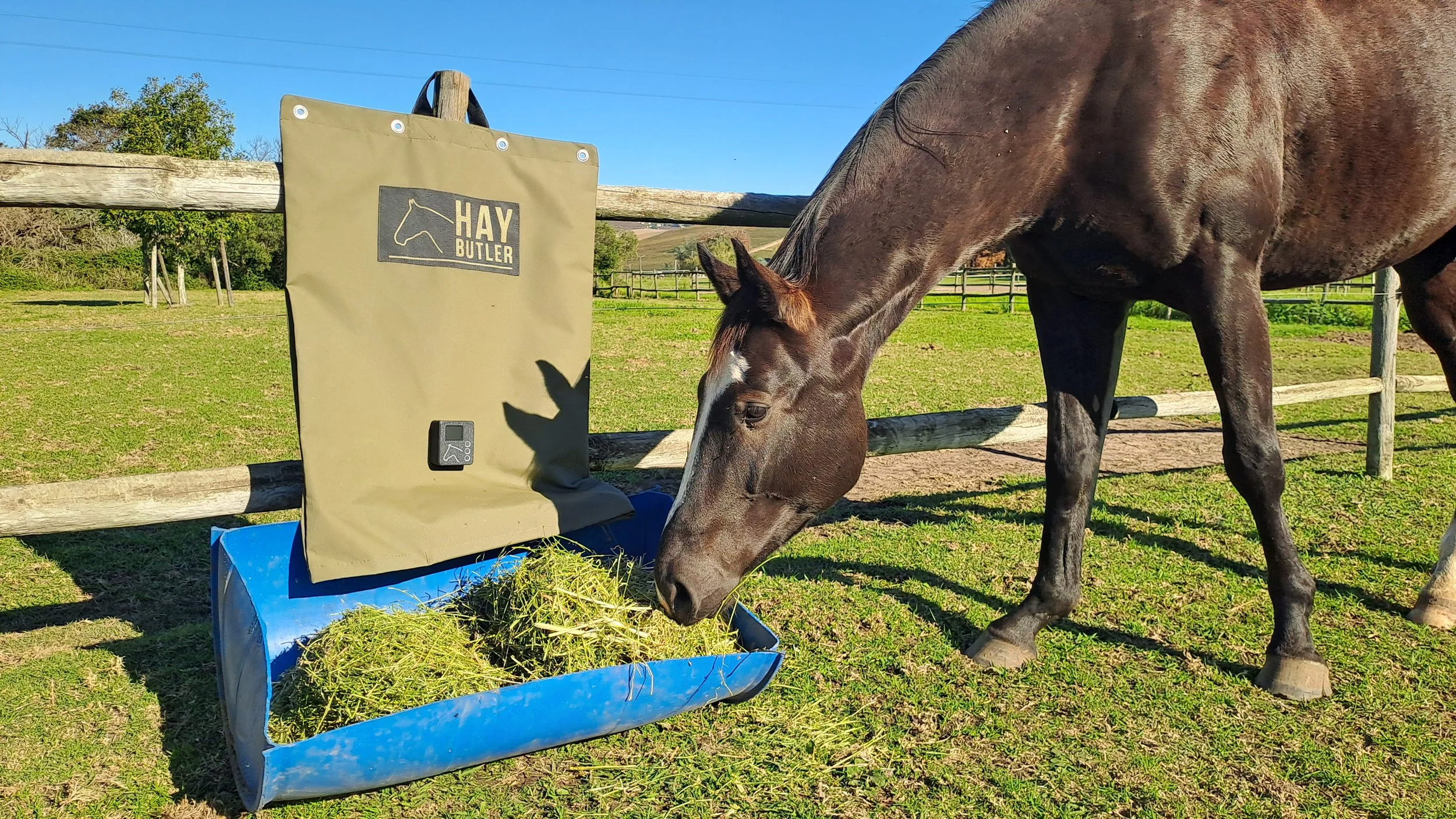 A horse being fed outside in a paddock using a HayButler