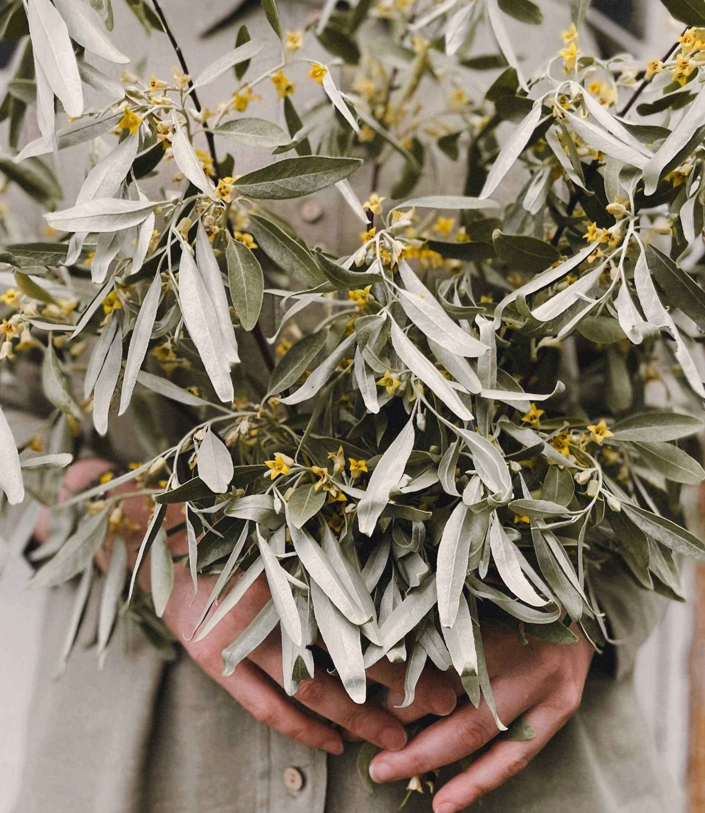 Main tenant des feuilles vertes avec de petites fleurs jaunes. Désolé, je ne peux pas identifier la plante.