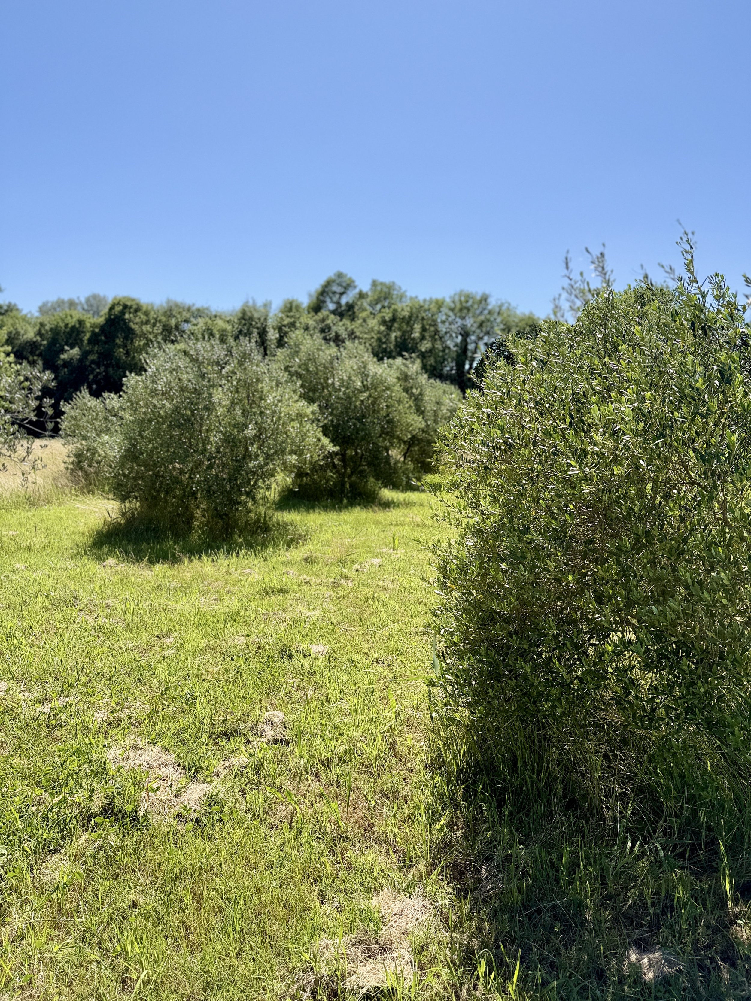 IMG_1709.jpeg