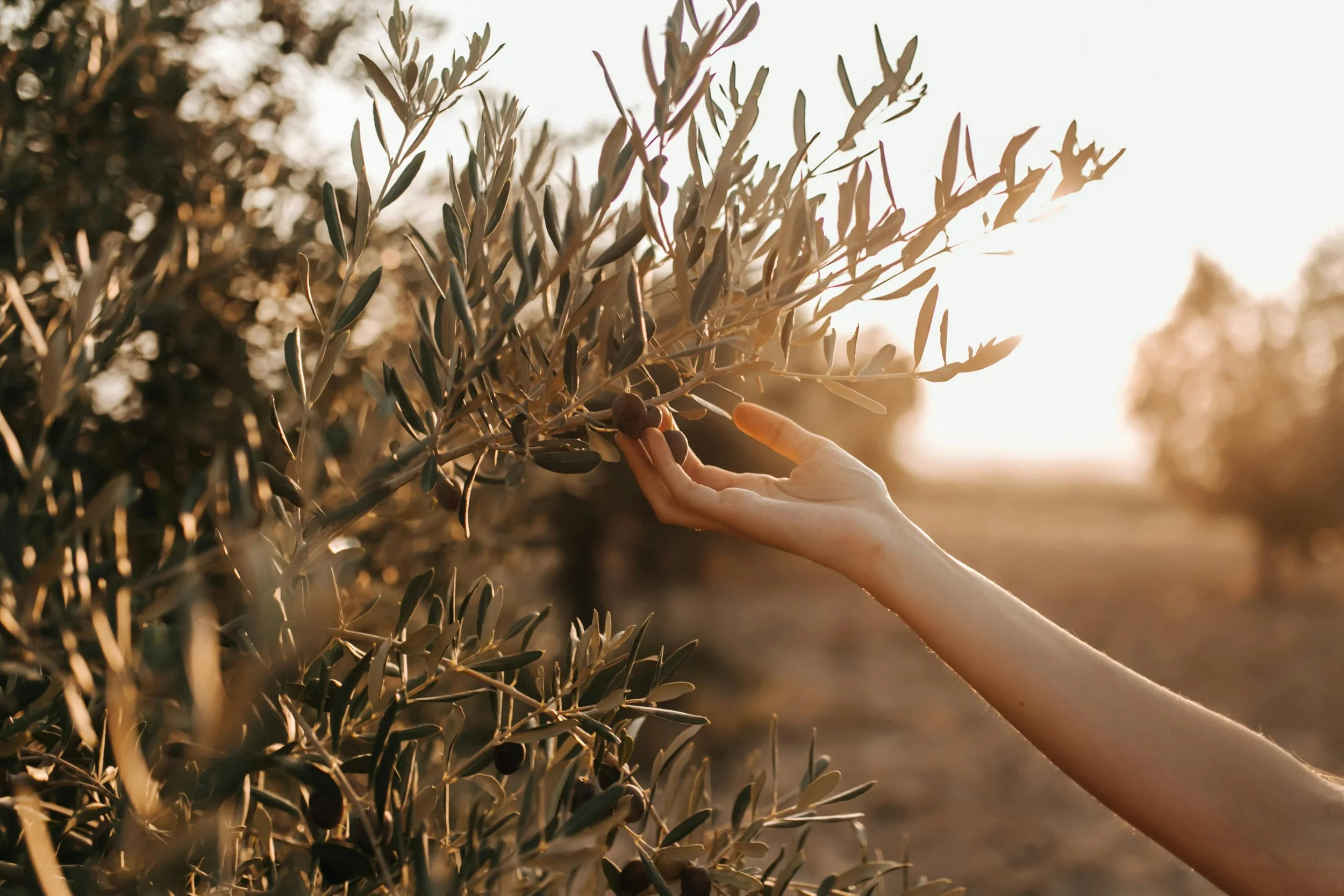 Une main touche un olivier, avec des branches et des feuilles, dans un environnement ensoleillé au coucher du soleil.