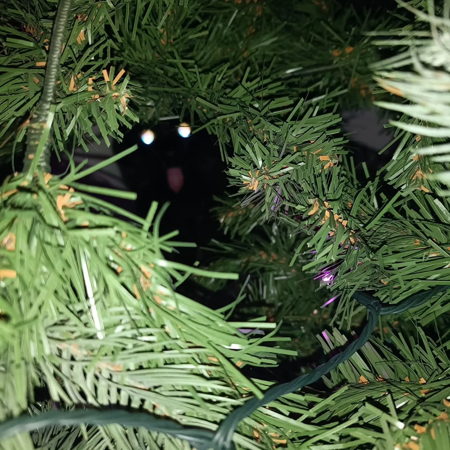 Our cat bringing some Halloween to our Christmas.