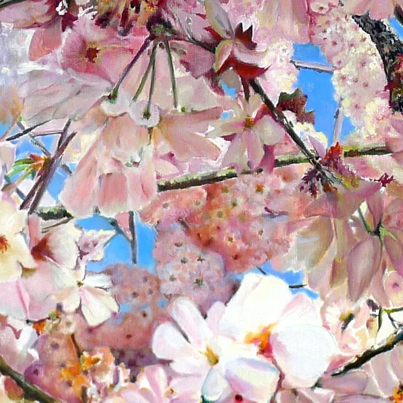 Rassemblement de fleurs de cerisier roses et blanches contre un ciel bleu.