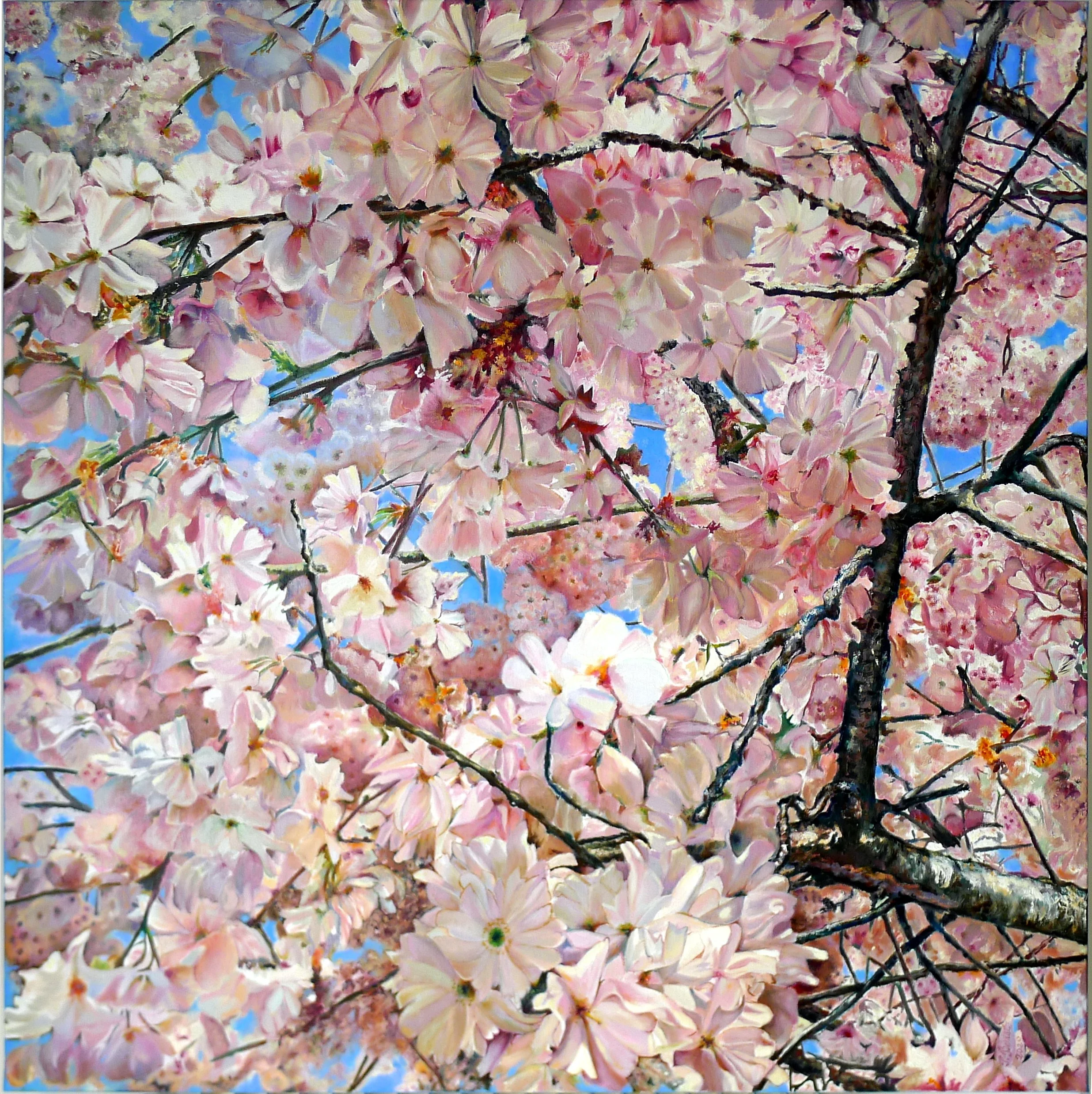 Cerisier en fleurs
