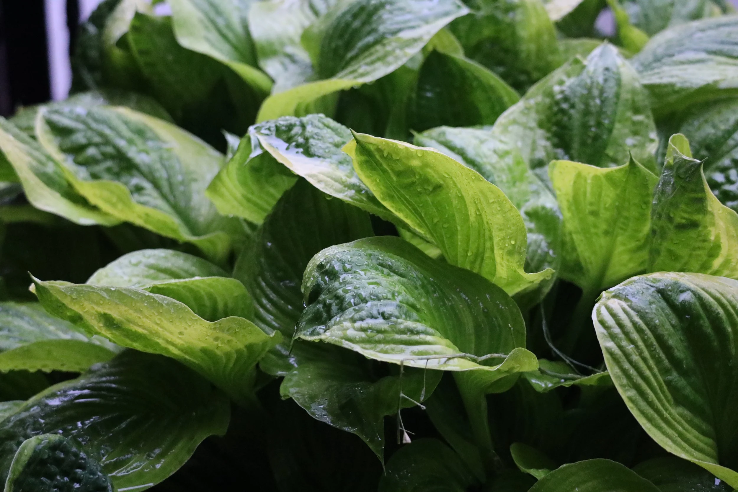 More Greens