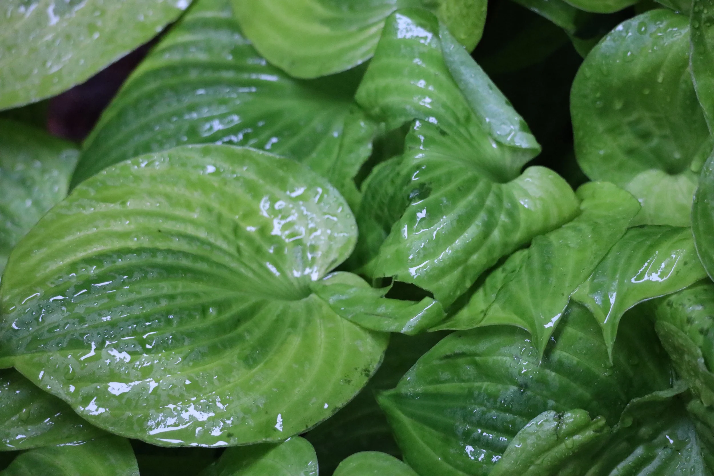 Greens 3