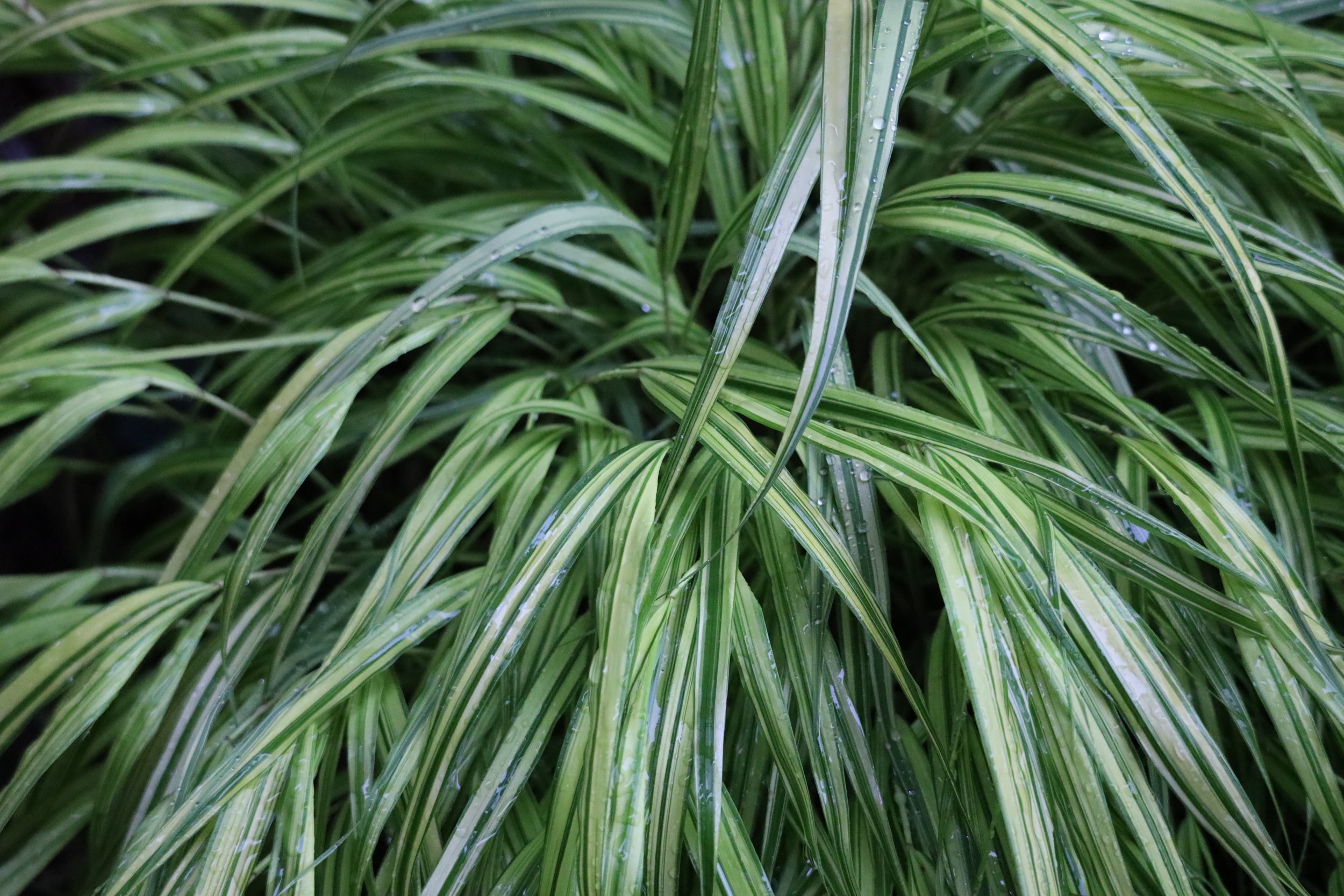Greens