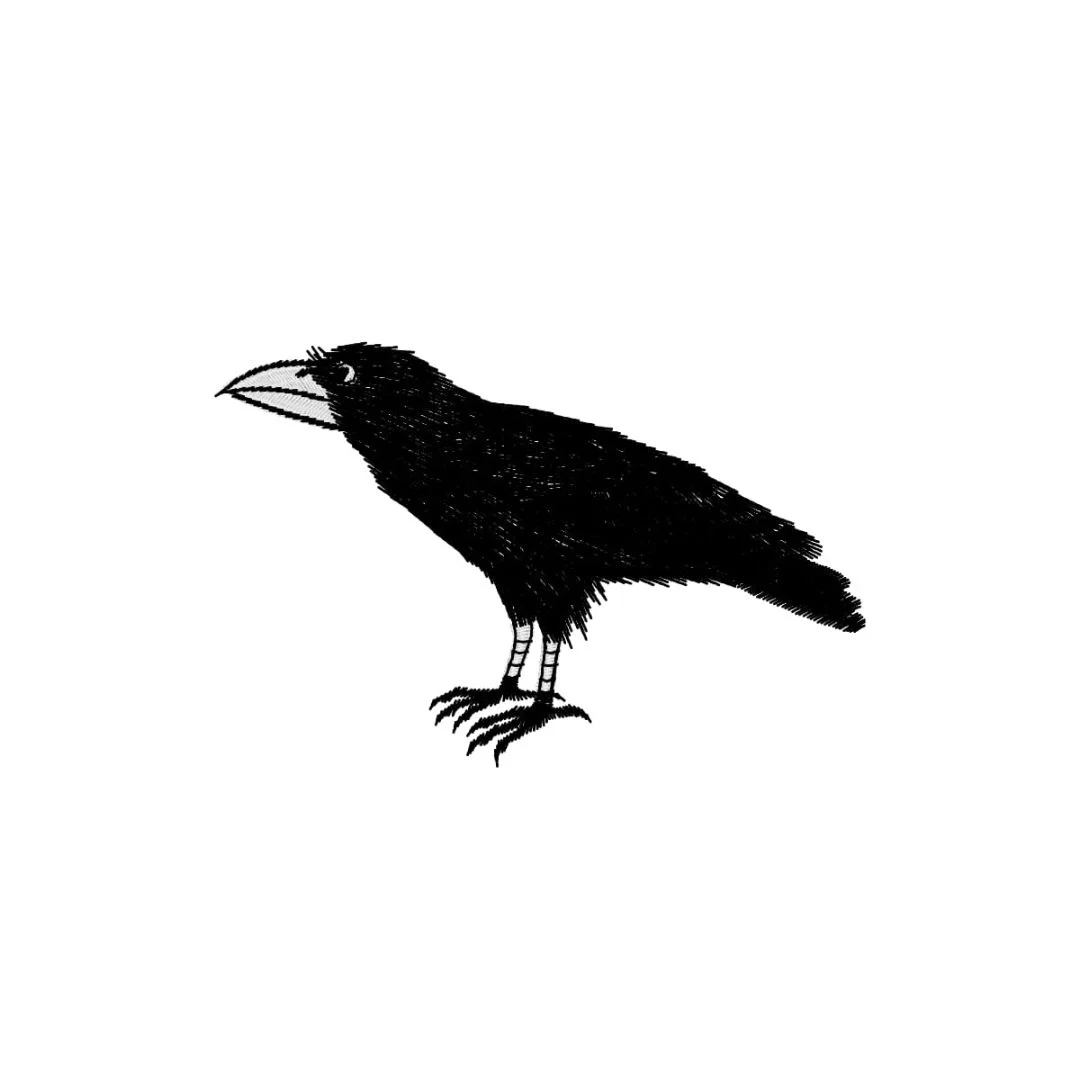 Animals - bird - crow.jpg