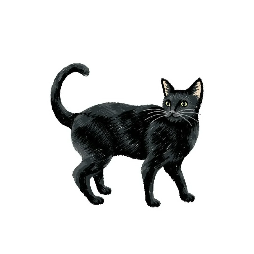 Animals - cat - black cat.jpg