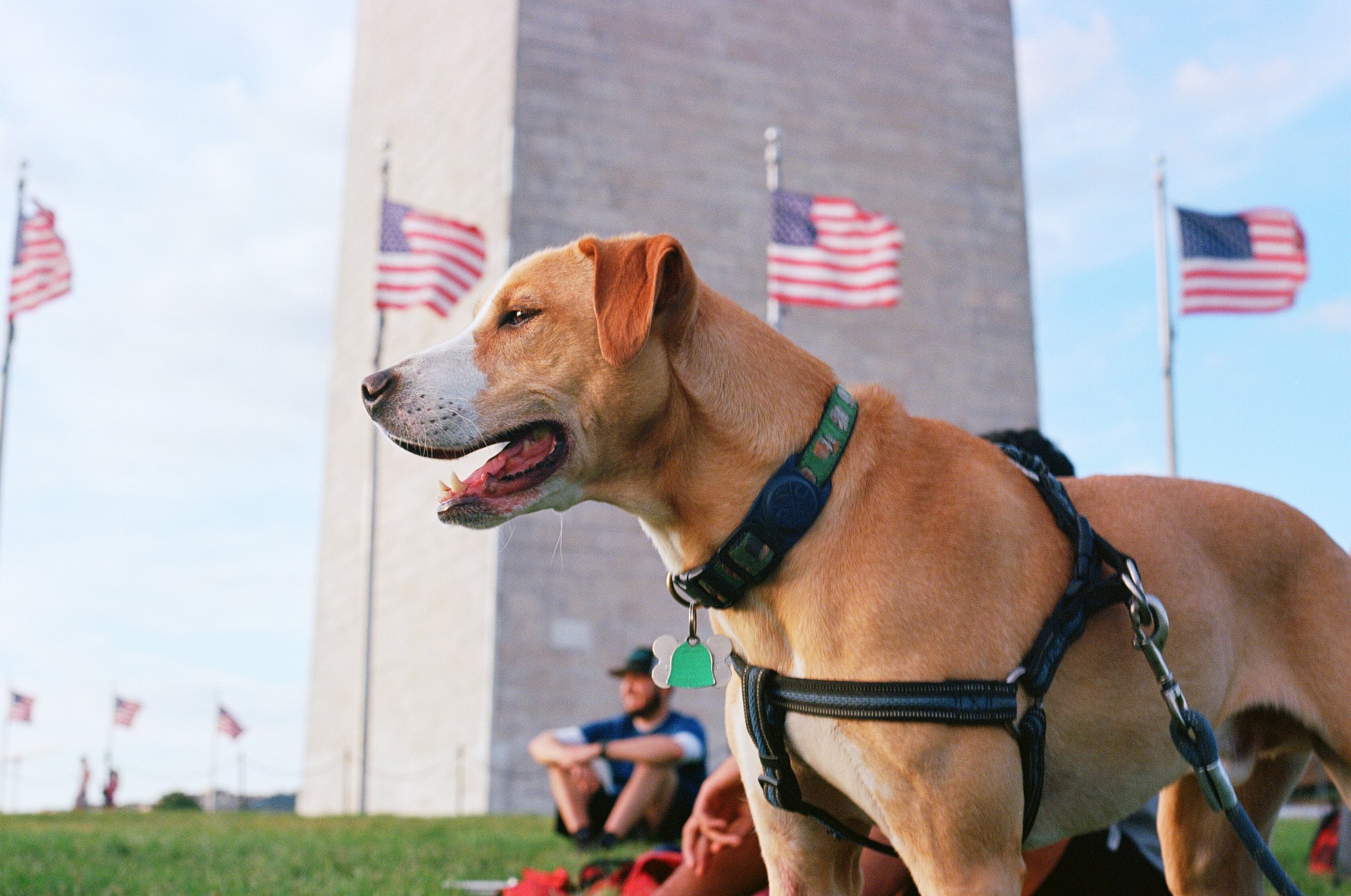 A tan dog wearing a harness and collar, with patriotic bells, is standing outdoors near the Washington Monument with American flags flying in the background.