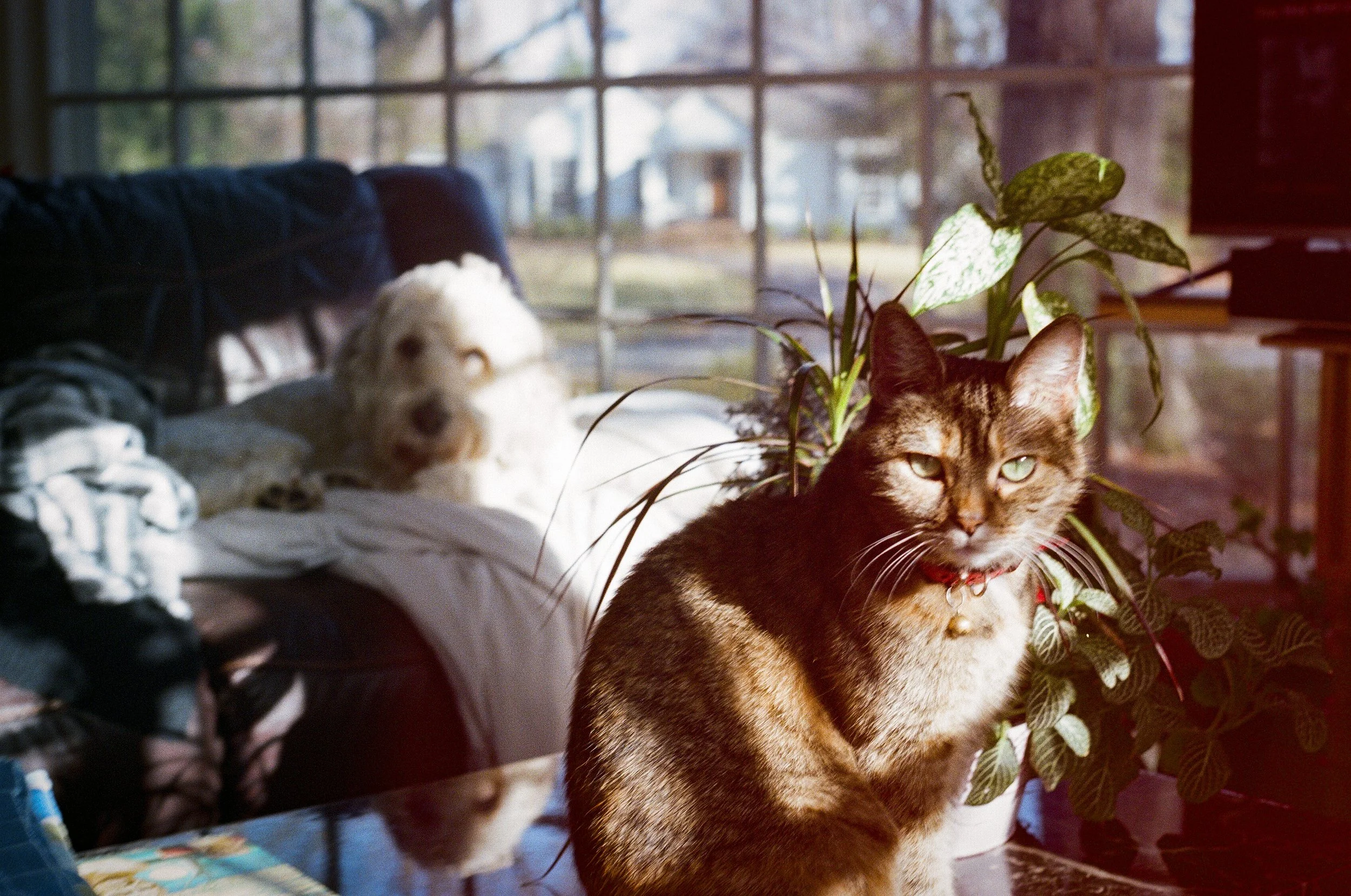 A tabby cat with green eyes sitting next to a leafy houseplant, with a blurred dog and some clothing on a couch in the background inside a sunlit room.