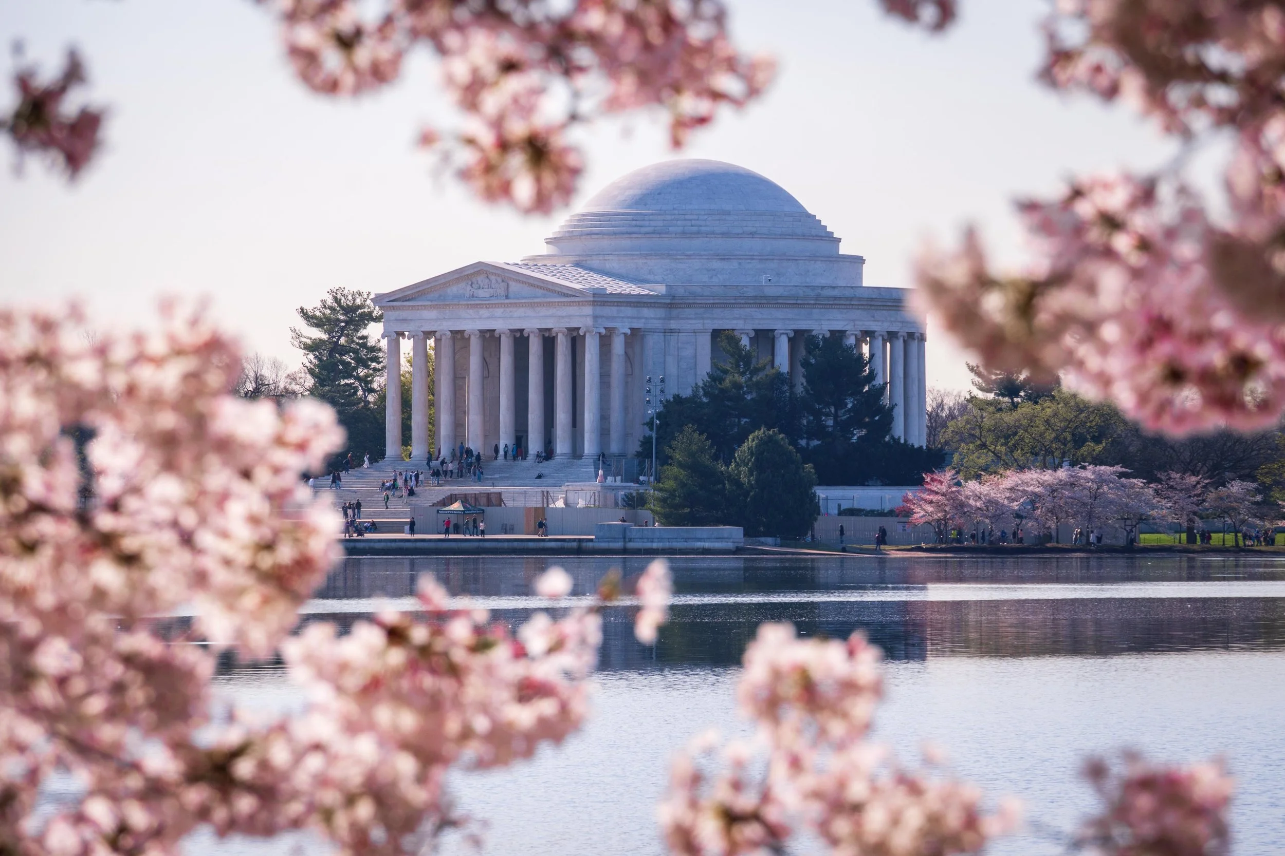 The Jefferson Memorial in Washington, D.C., framed by pink cherry blossoms in the foreground, with the Tidal Basin in front and trees surrounding the monument.