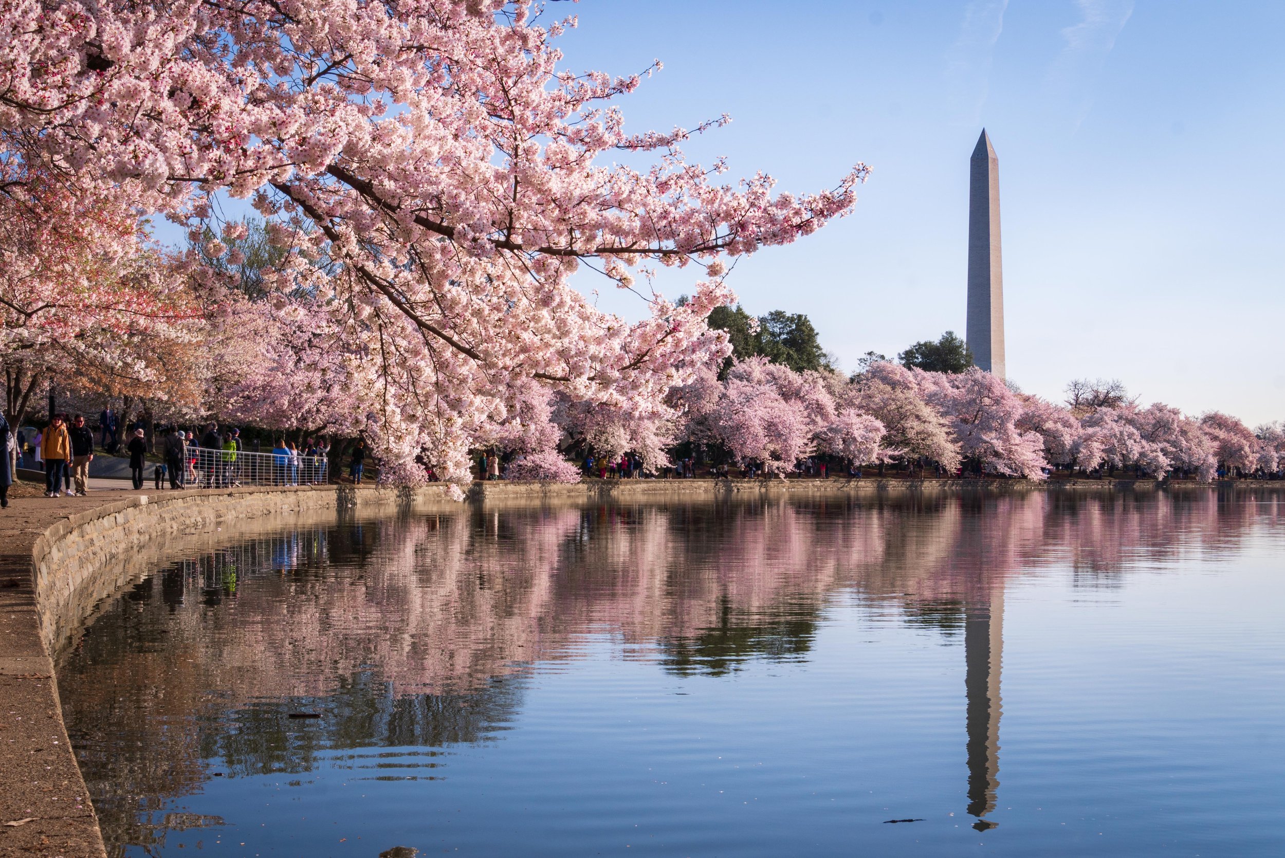 A scene of cherry blossom trees blooming along the banks of the Tidal Basin, with the Washington Monument in the background under a clear blue sky. People are walking along the pathway beside the water.