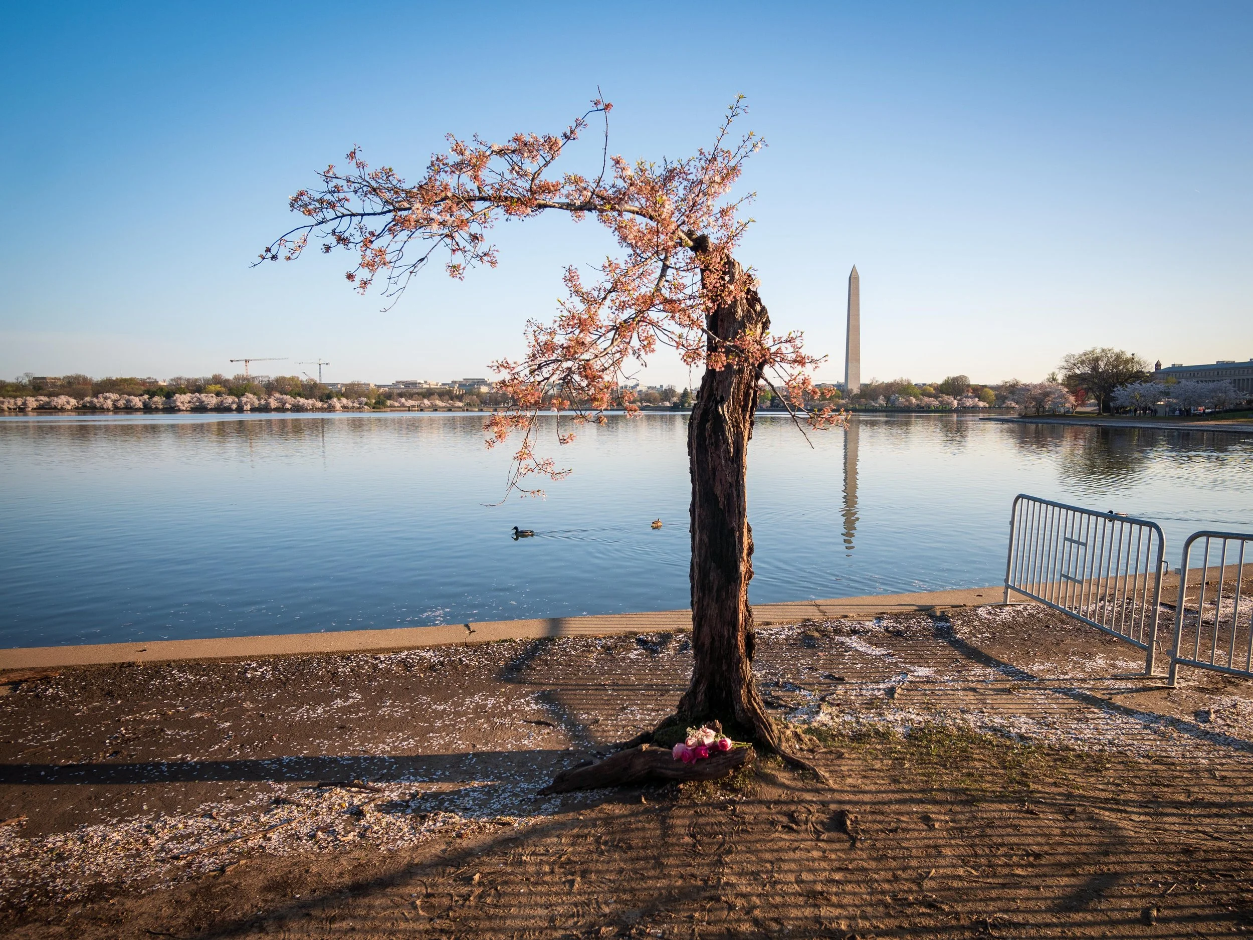 View of Stumpy the Cherry Blossom tree, the Washington Monument in the background, ducks swimming in the water, and cherry blossom petals on the ground.