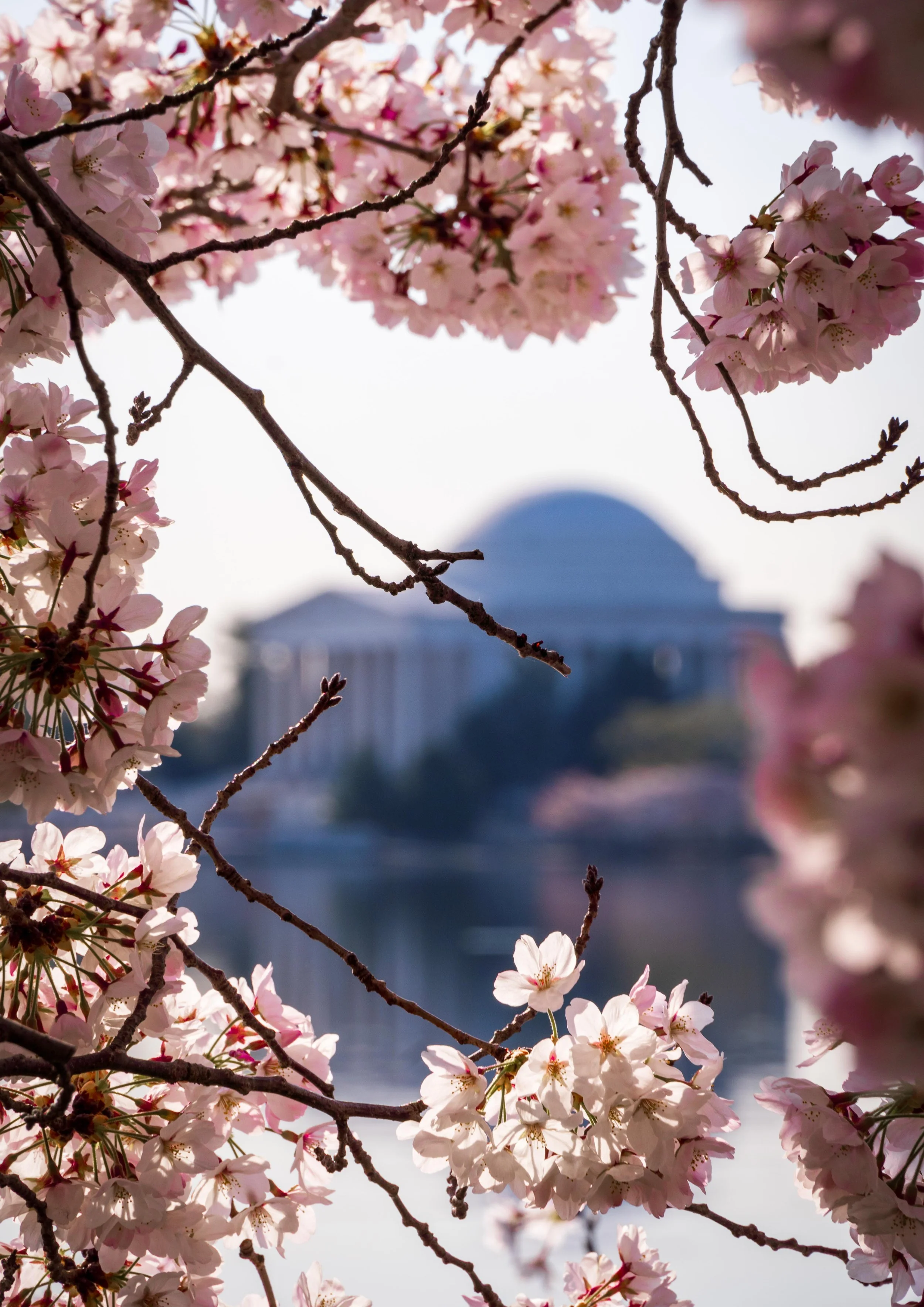 Pink cherry blossoms on tree branches with a blurred Jefferson Memorial in the background.