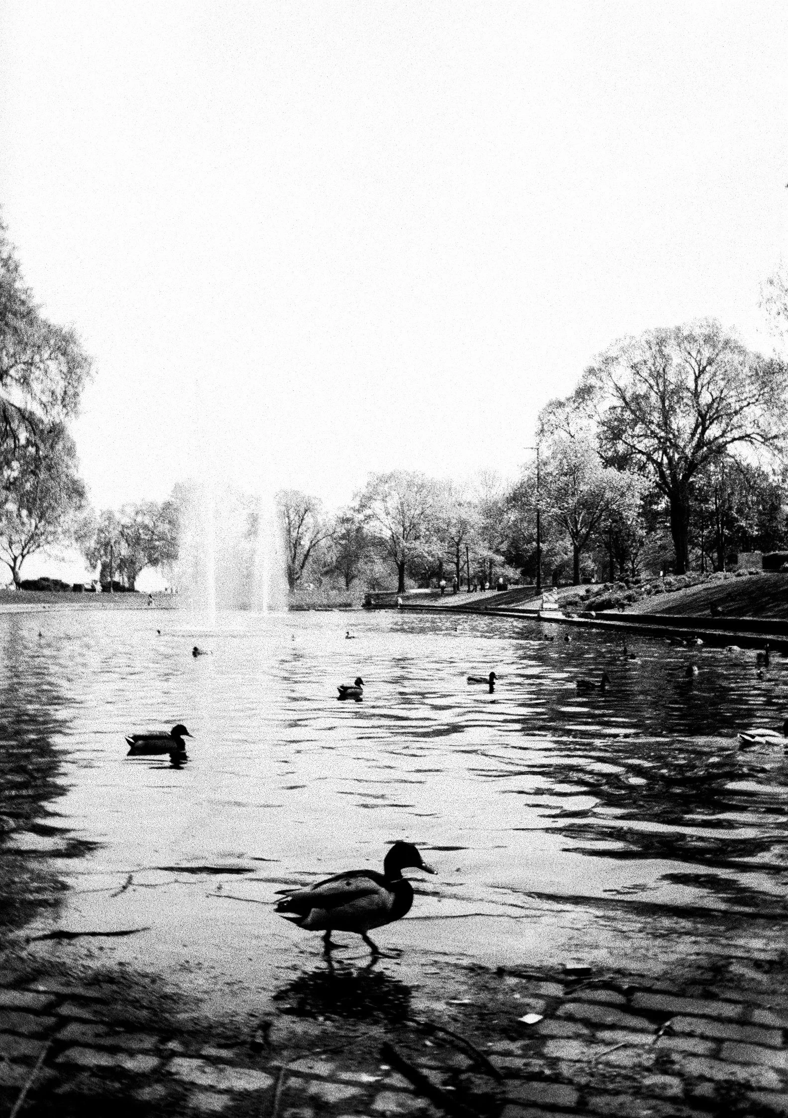 Black and white photo of ducks swimming in a pond, with trees lining the background and a fountain in the water.