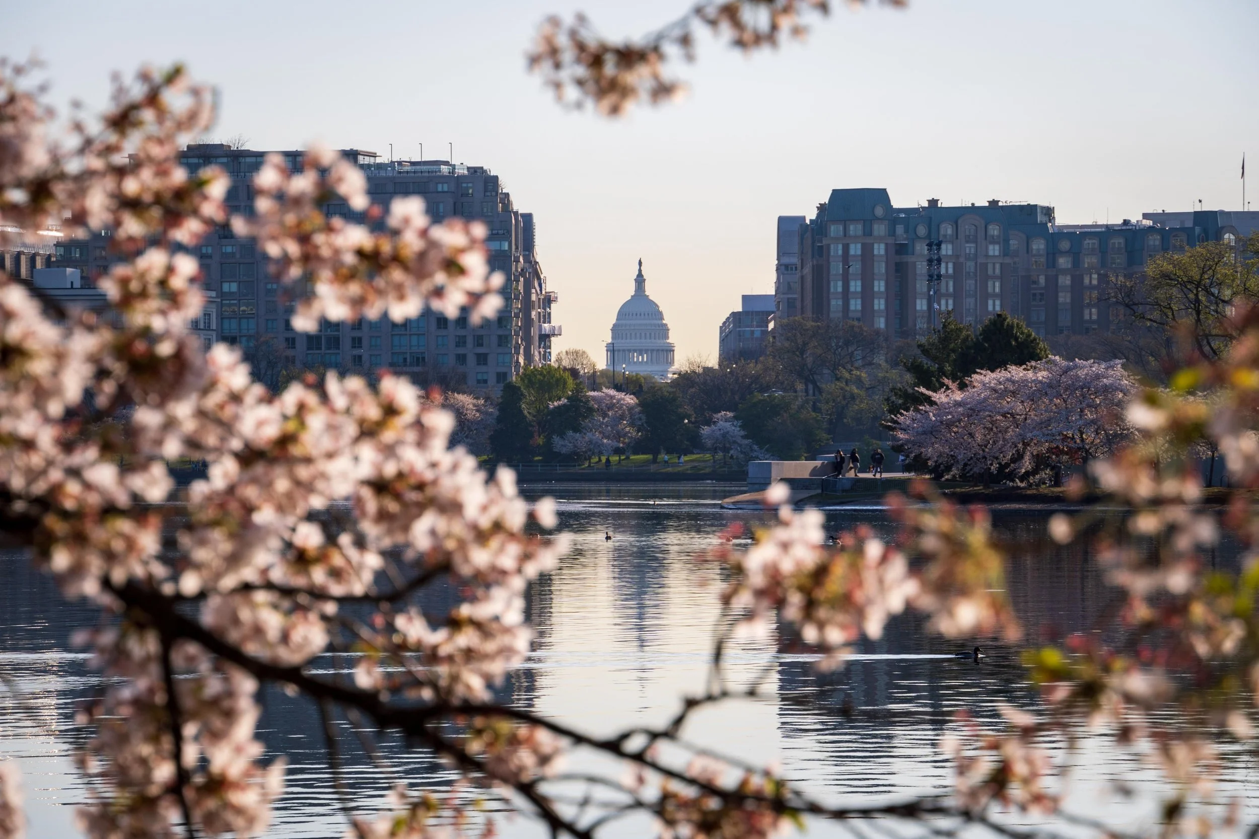 Cherry blossoms in full bloom along a river, with the United States Capitol building visible in the distance, in Washington, D.C., during spring.