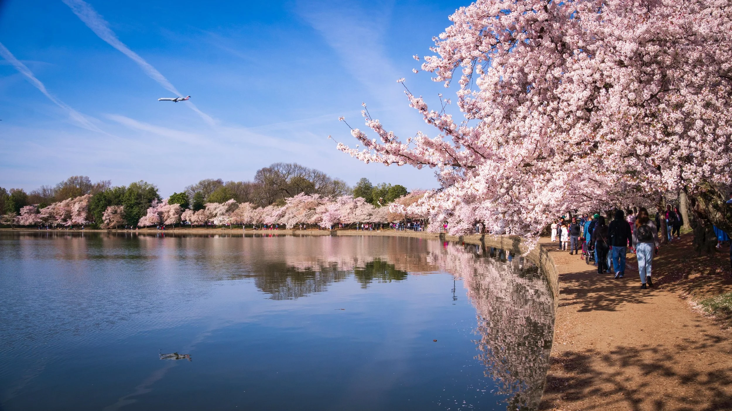 Cherry blossom trees lining a riverbank with pink flowers, people walking along the path, and an airplane flying in the blue sky.