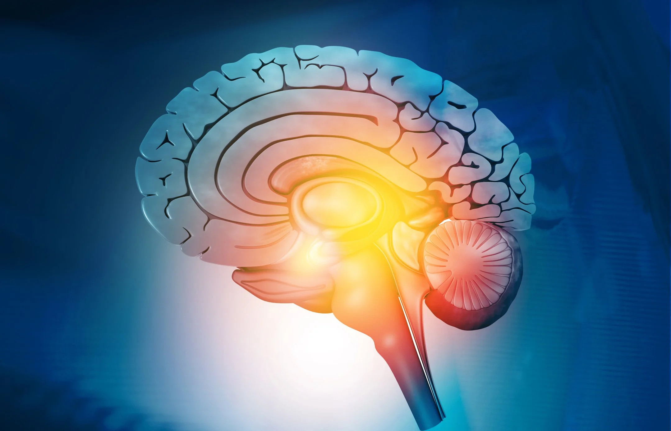 Illustration of the brain and brainstem representing CranioSacral Therapy in Nashville