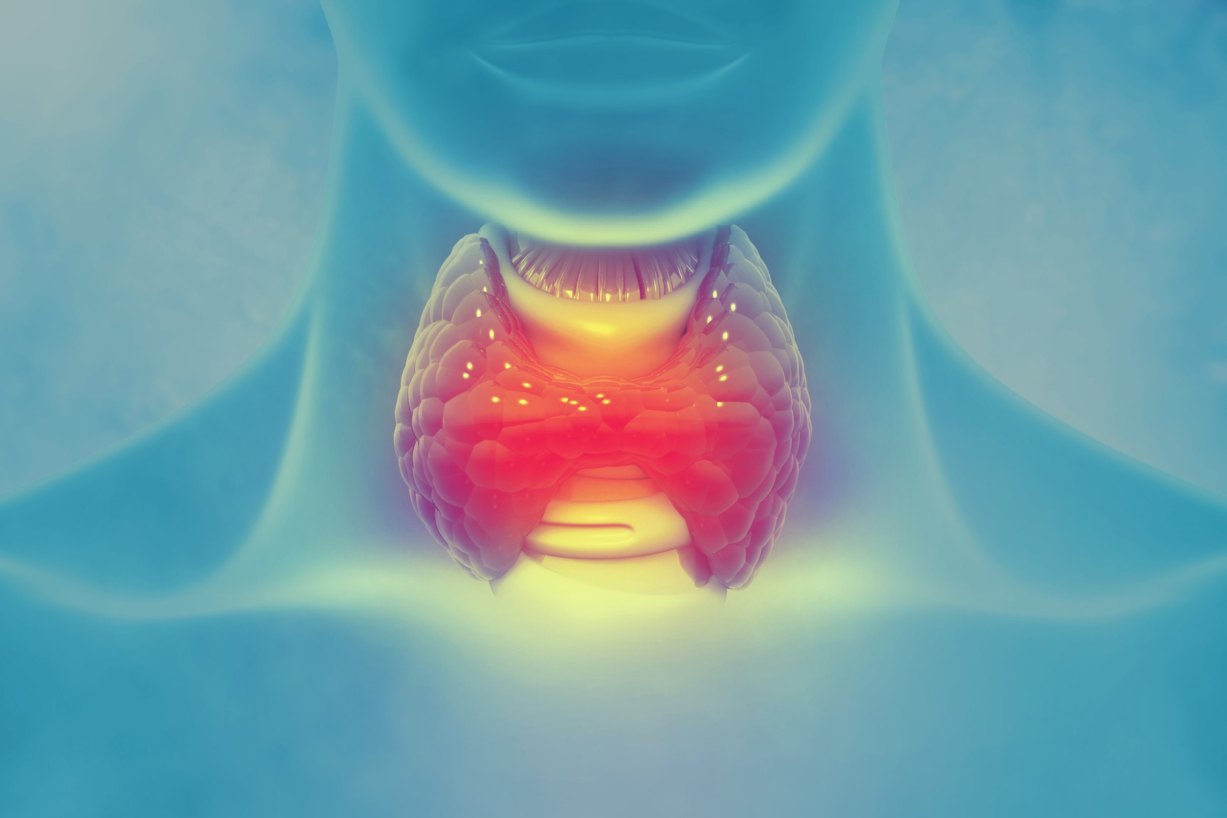 Anatomical illustration of the thyroid and throat representing Visceral Manipulation therapy in Nashville