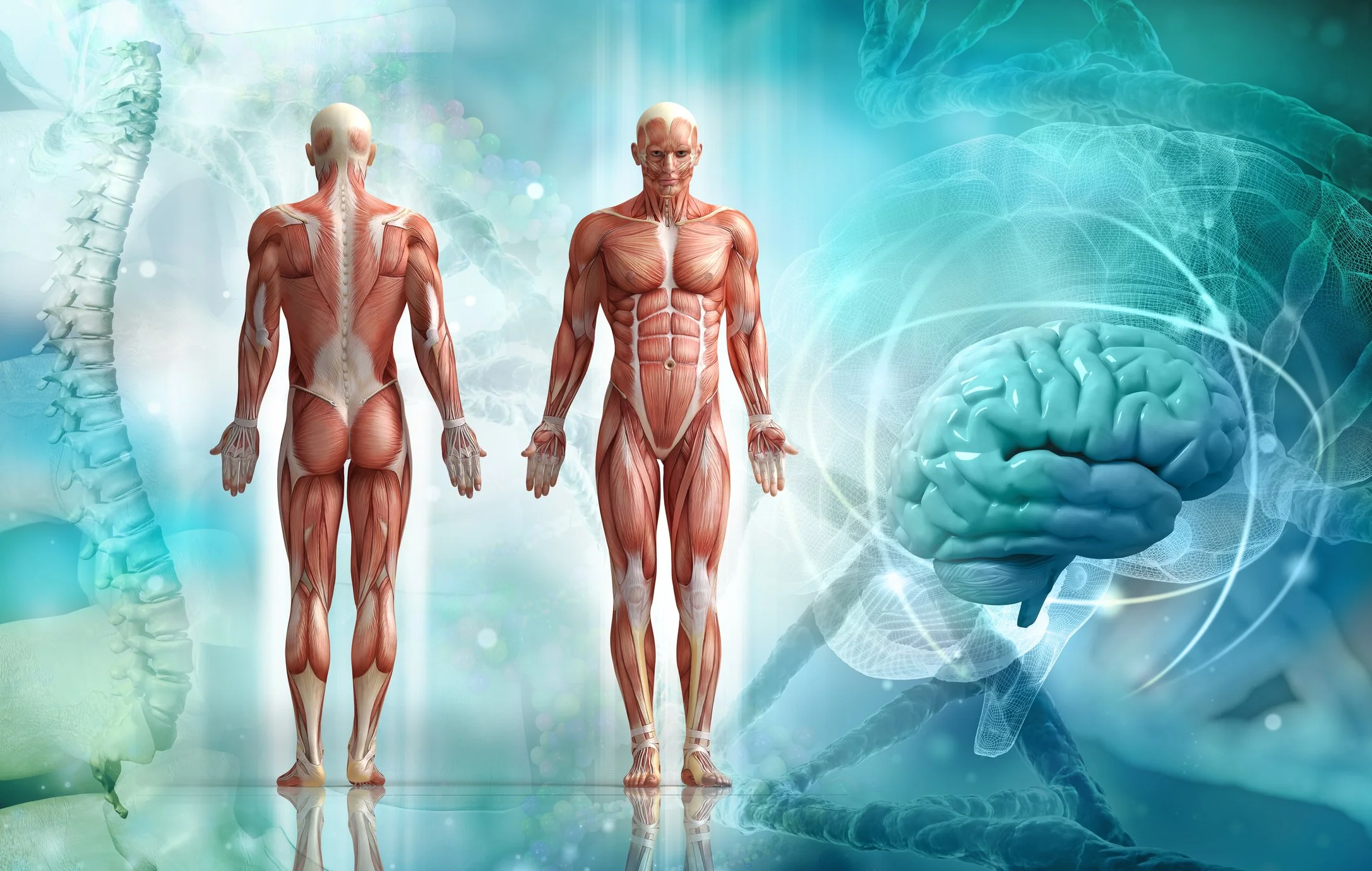 Anatomical illustration of the muscular system representing Myofascial Release therapy in Nashville